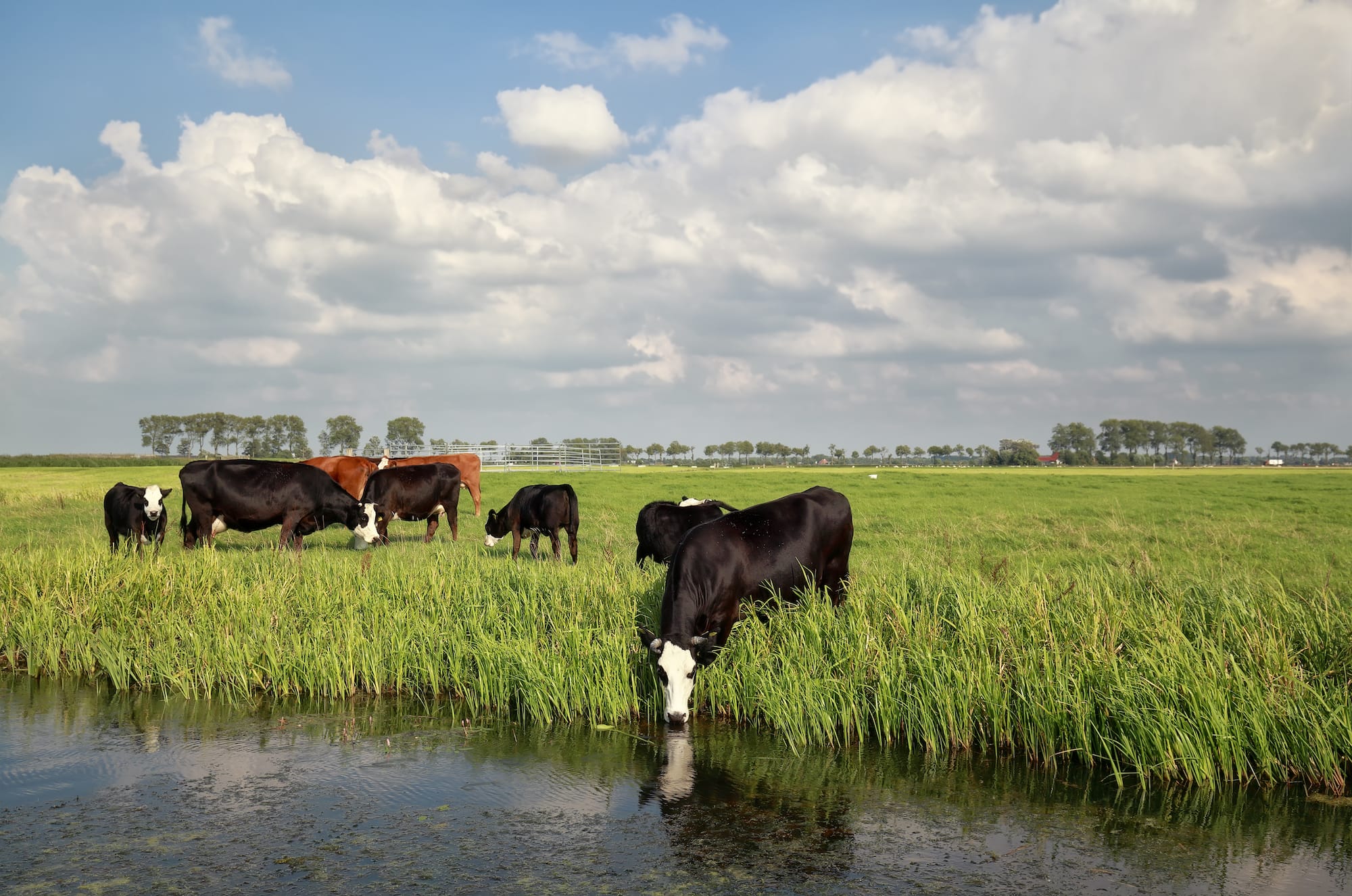 Planning a Nutritious Diet for Heat-stressed Cows