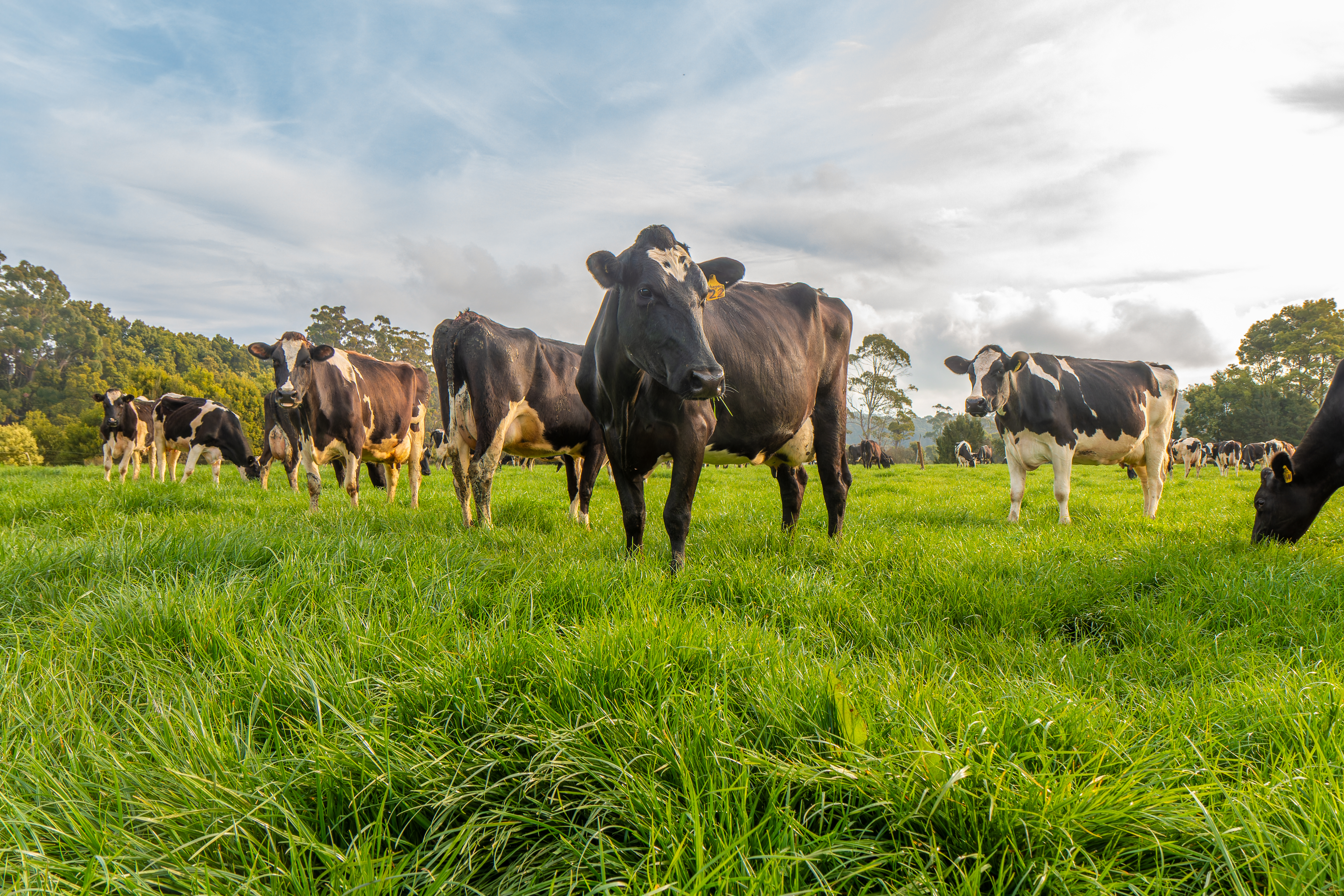 Pasture Professional Mastering Grazing Management with Pasture.io