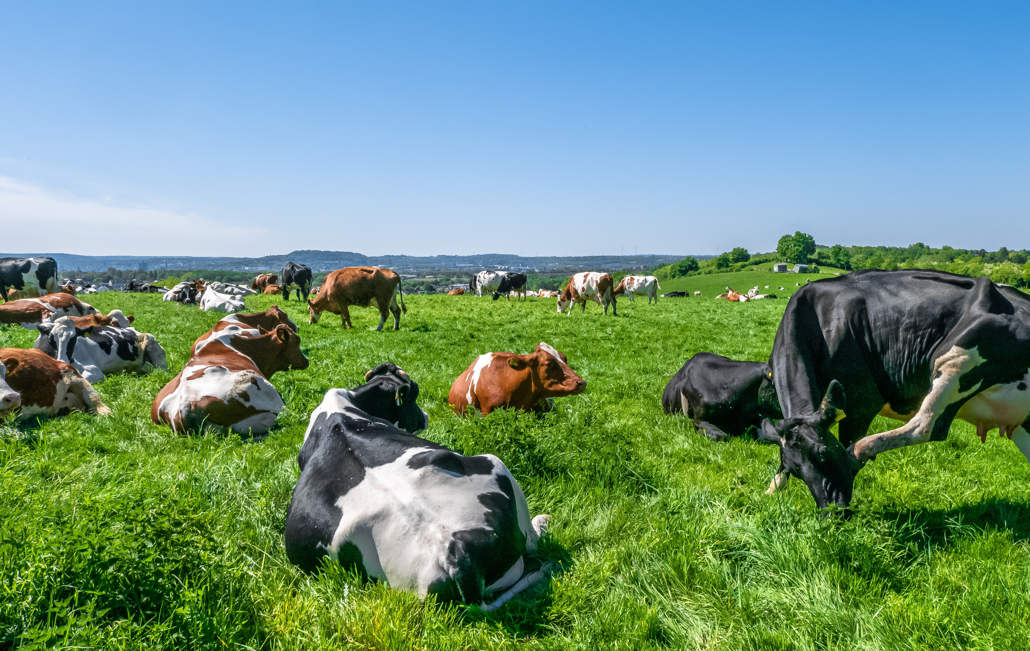 Next season’s silage starts now: a paddock-first plan (before you pick a seed)
