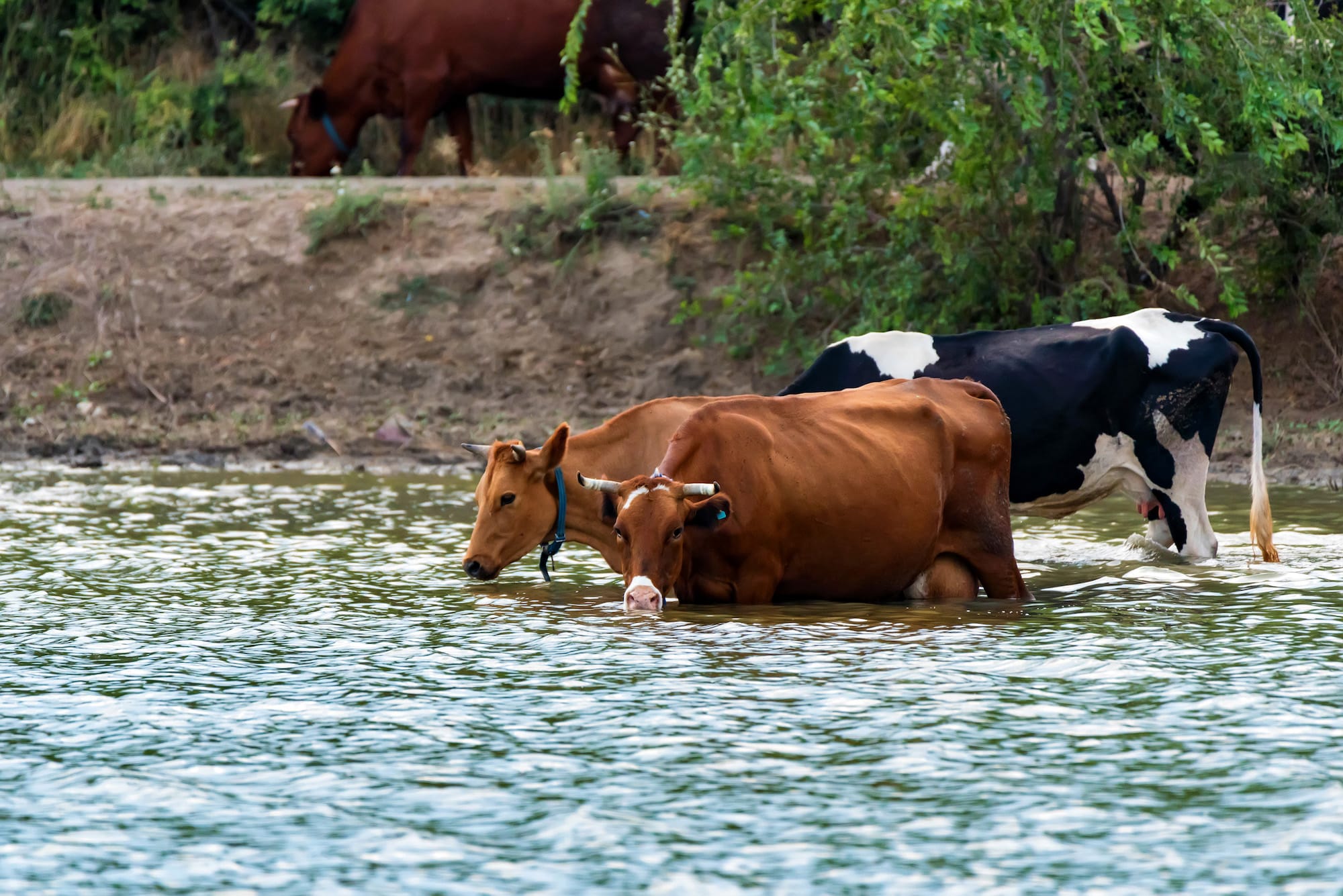 Take heat-Stress off your cow’s plate Right Now! It’s affecting the Mating behaviour.