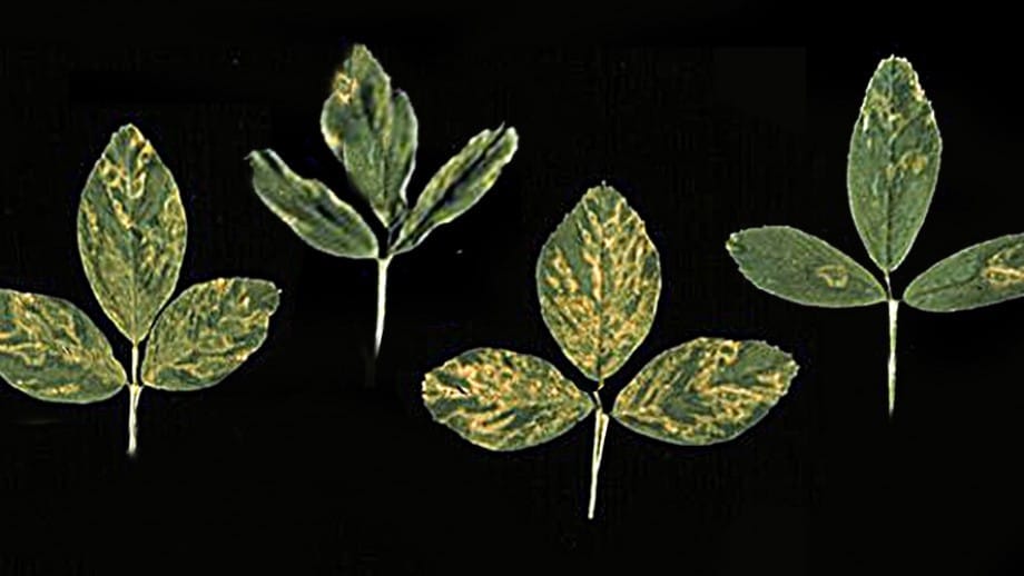 Watch out for Alfalfa Mosaic Virus (AMV)!