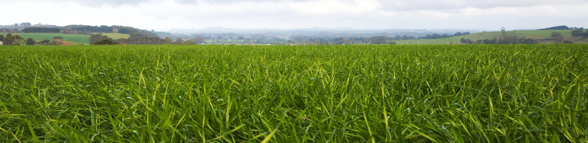 The Hierarchy of Pasture Measurement Tools