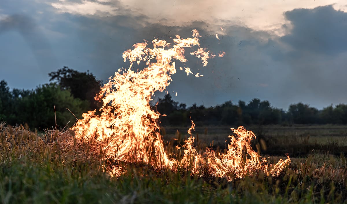 How to devise a Summer Emergency plan for your farm?