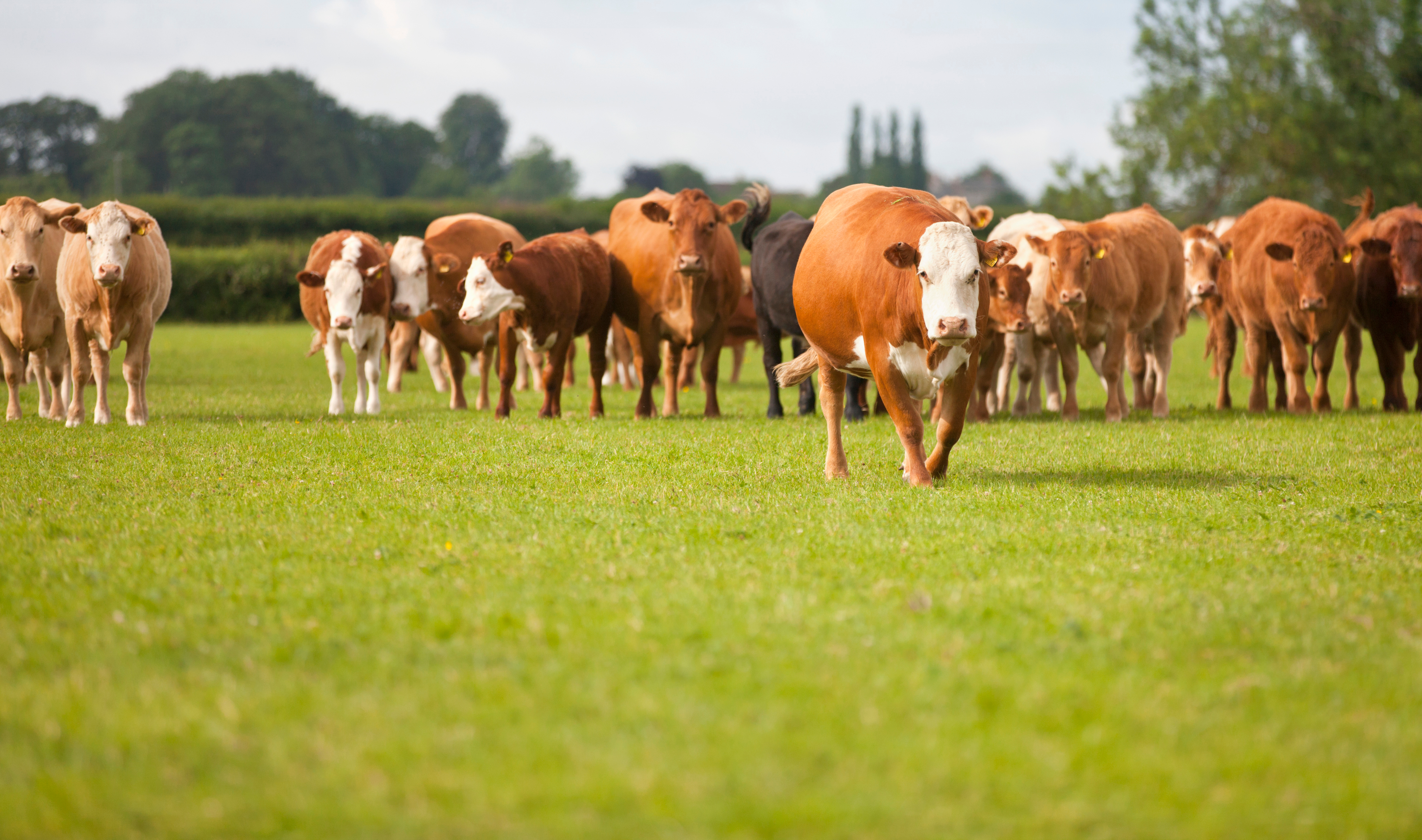 Traceability just got a new timeline in Brazil: what Pará’s cattle tracking delay means for producers and exporters