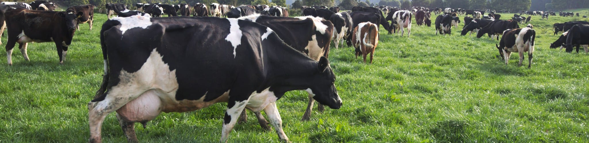 Increase your pasture utilisation and make thousands of dollars every year