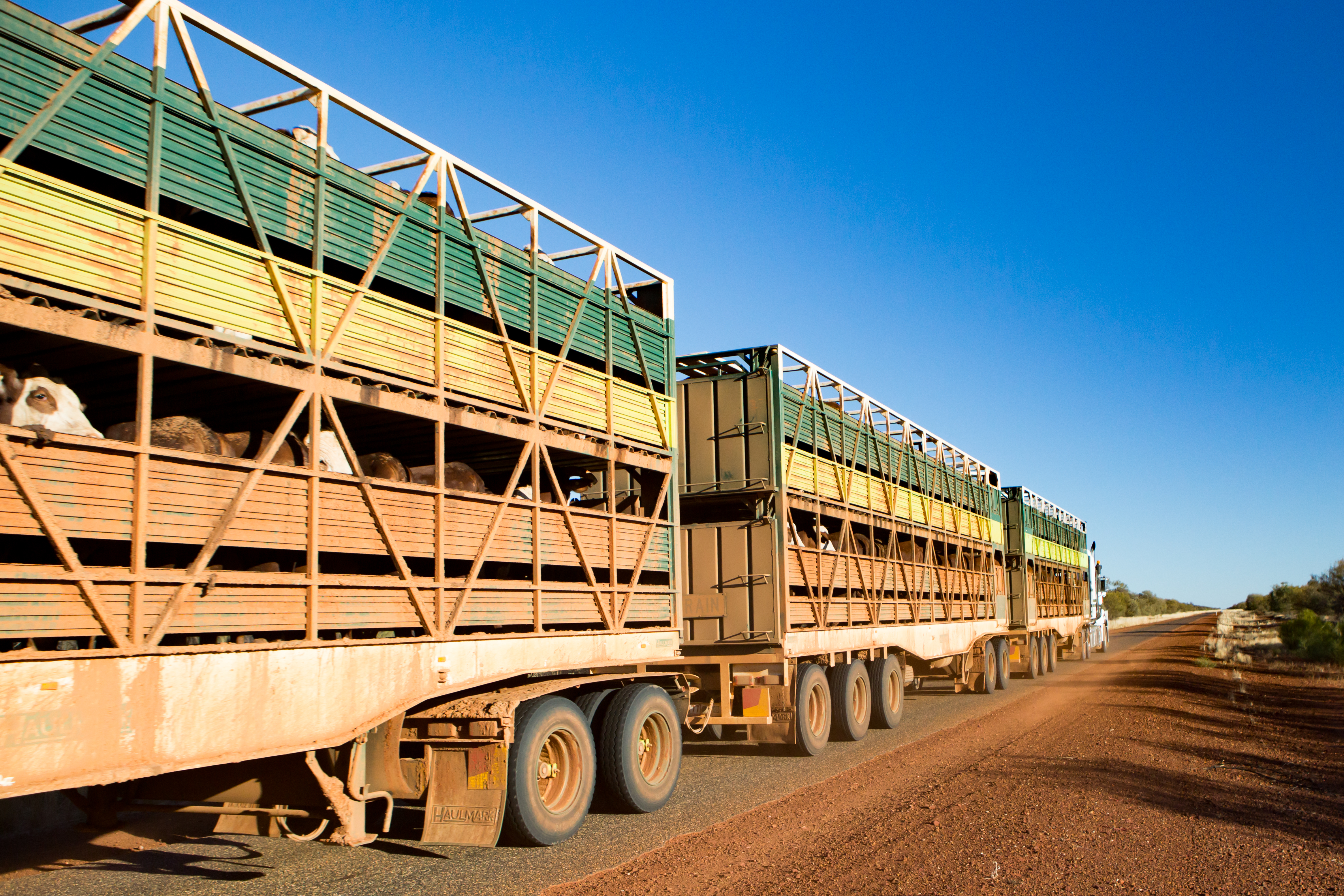 What Are Live Exports? Understanding the Process, Bans, and Key Markets