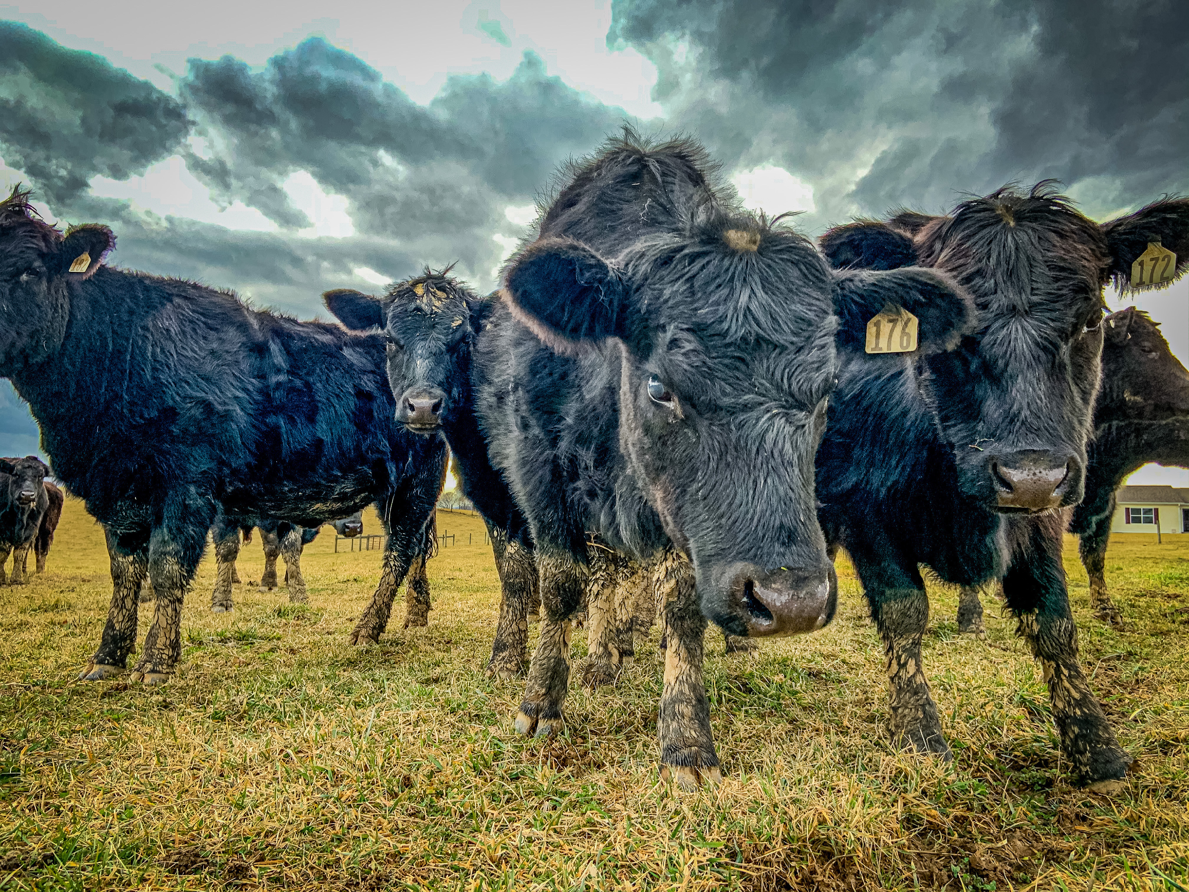 An Overview of the Beef Industry in Australia: 2024