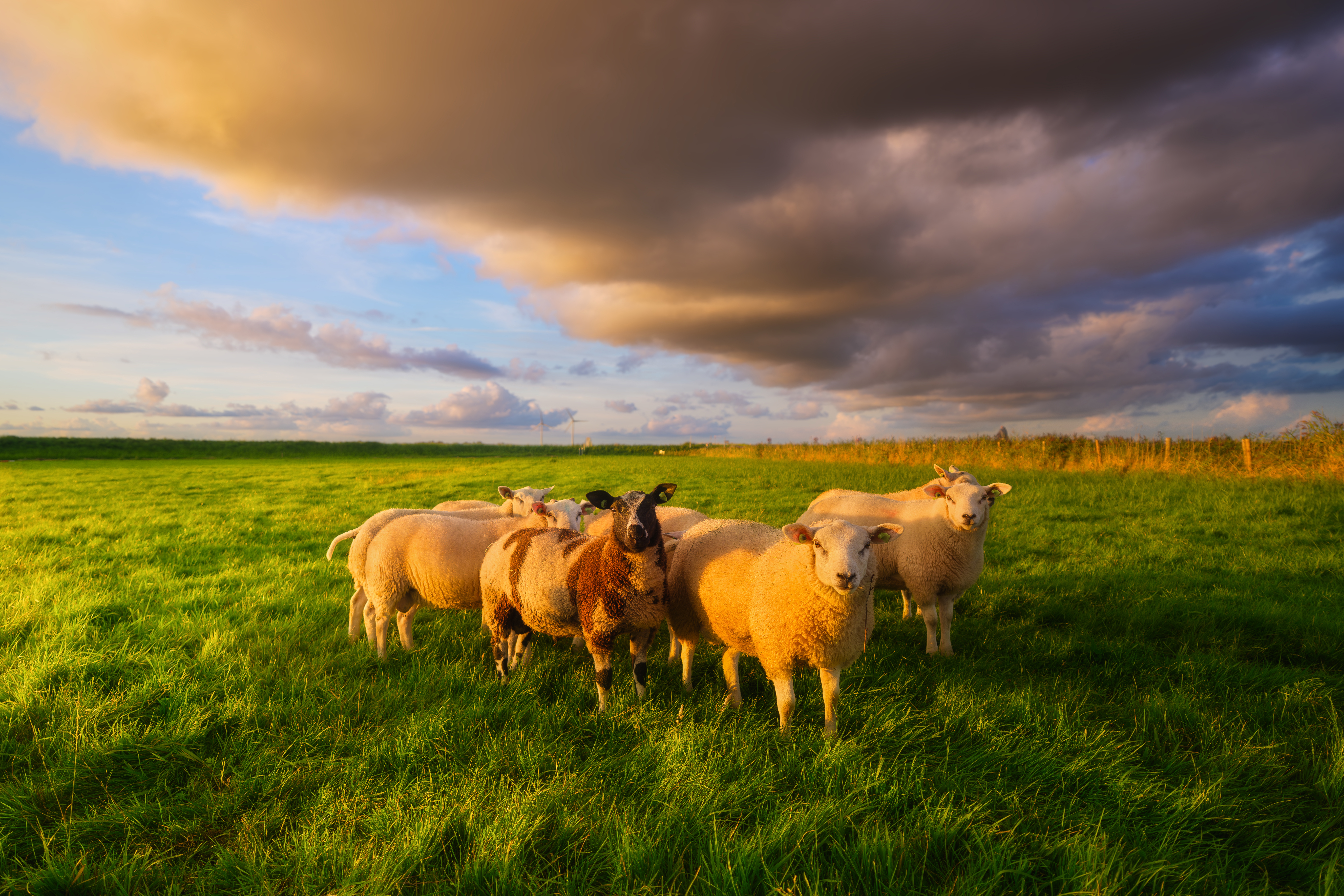 An Overview of Australia’s Sheep Industry: 2024 Edition
