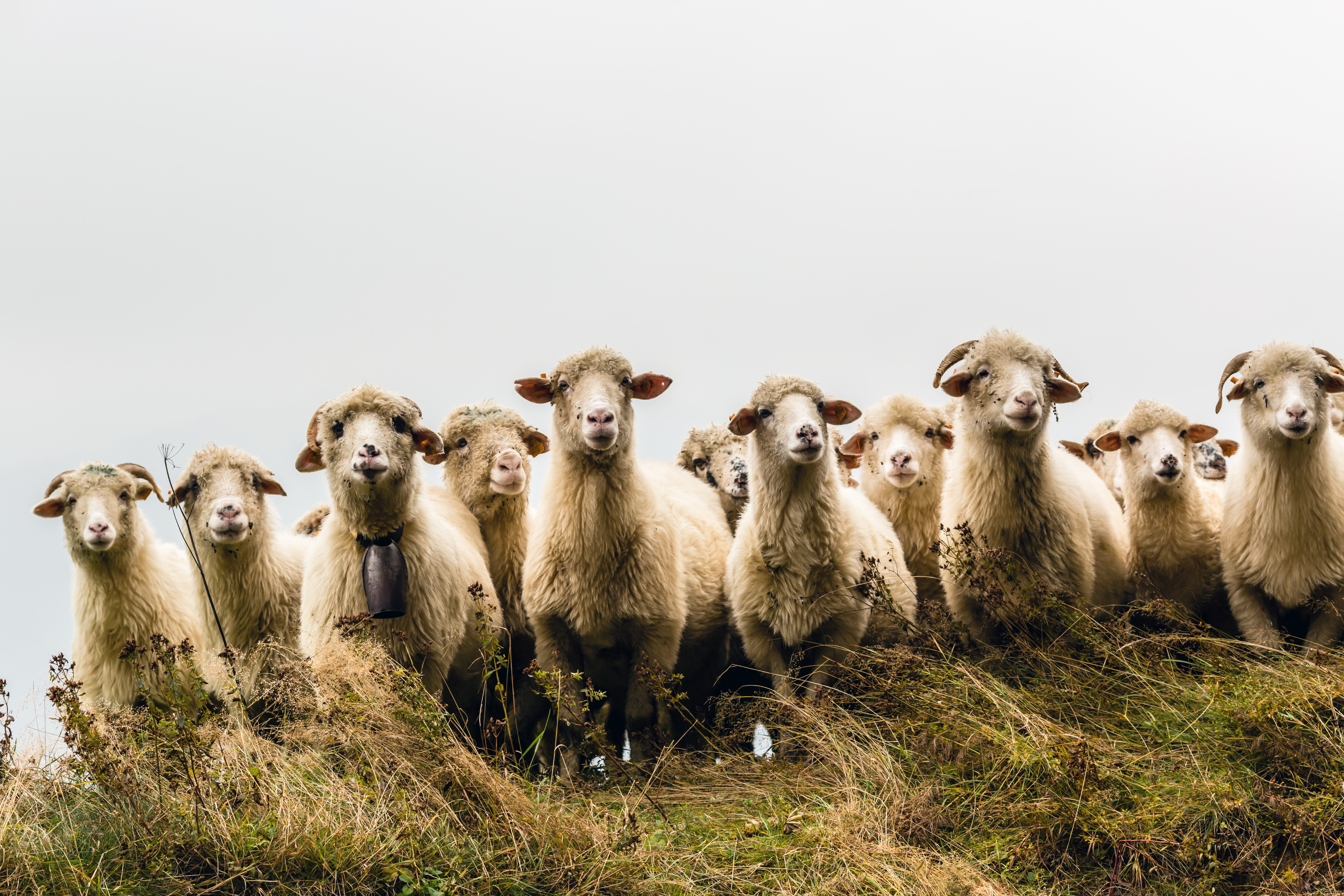 An Overview of the Sheep Industry in the United States: 2024-2025