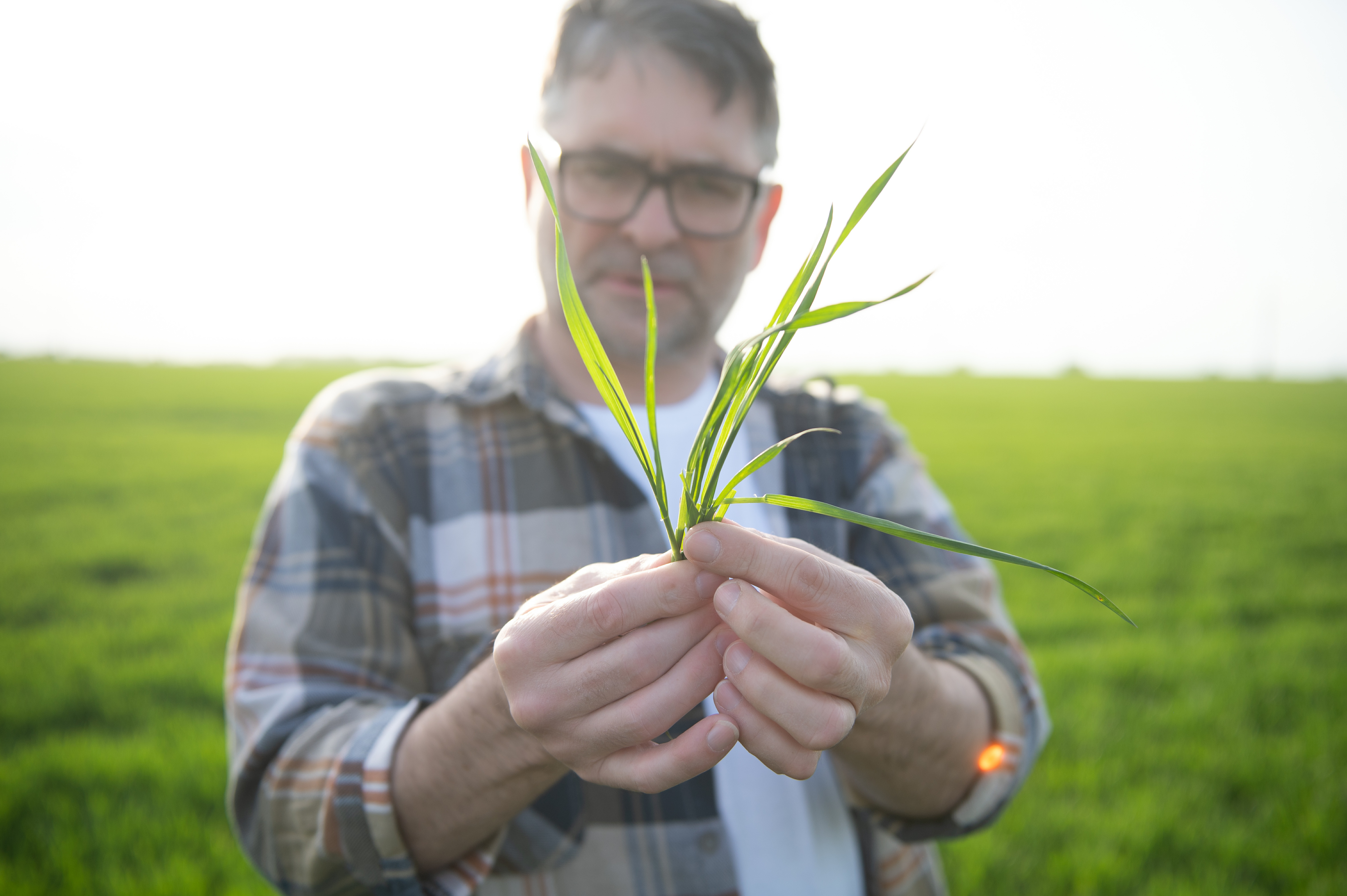 Dairy Australia’s 2024 Forage Value Index is Out. Here’s How It Can Help You Choose The Right Ryegrass Cultivar