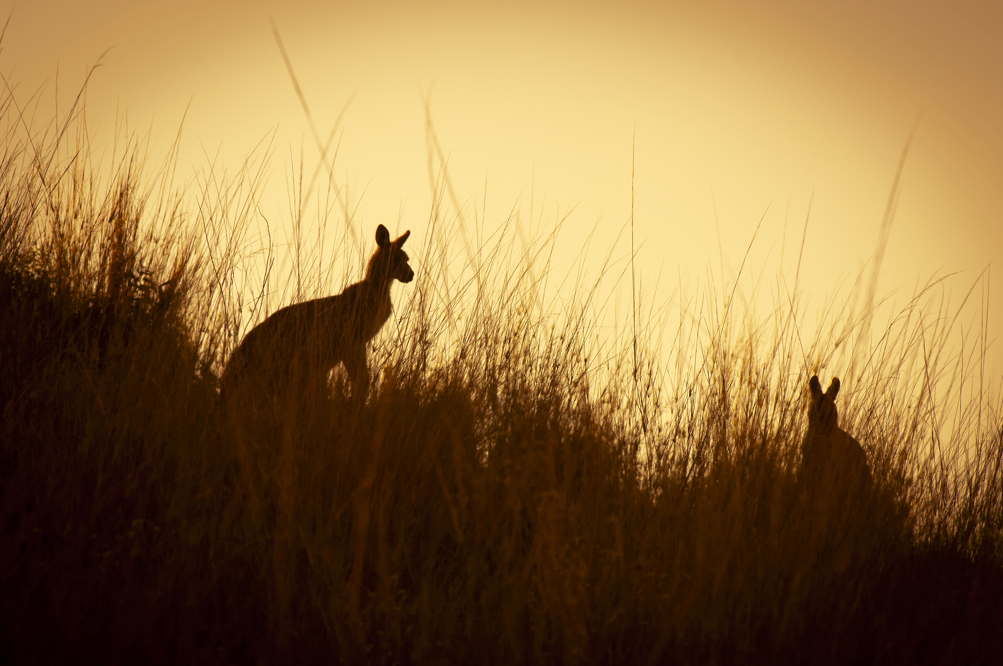 Farmers vs. Grazing Kangaroos: The Battle To Reduce Impact on Crops & Biodiversity