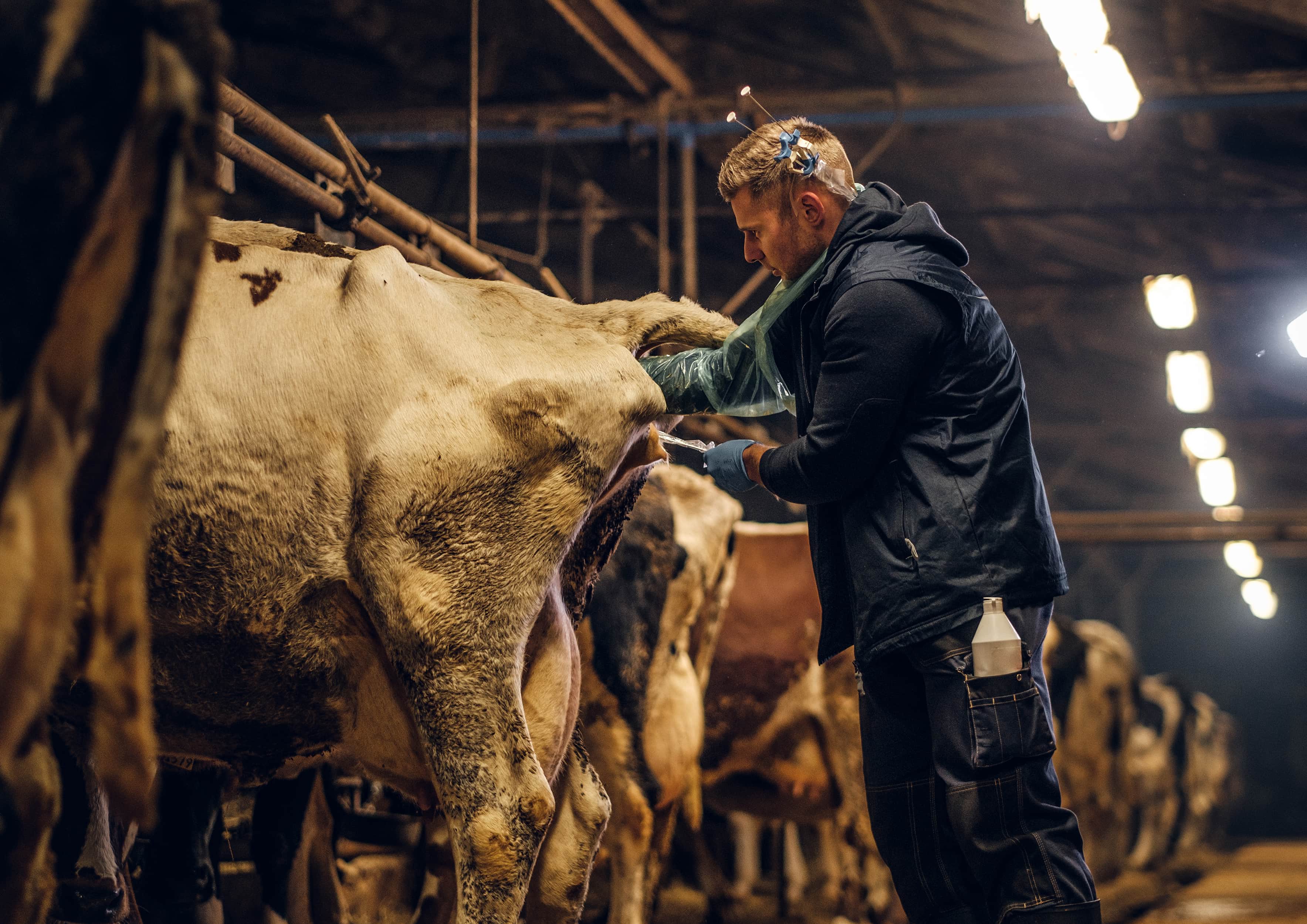 Crossbreeding systems