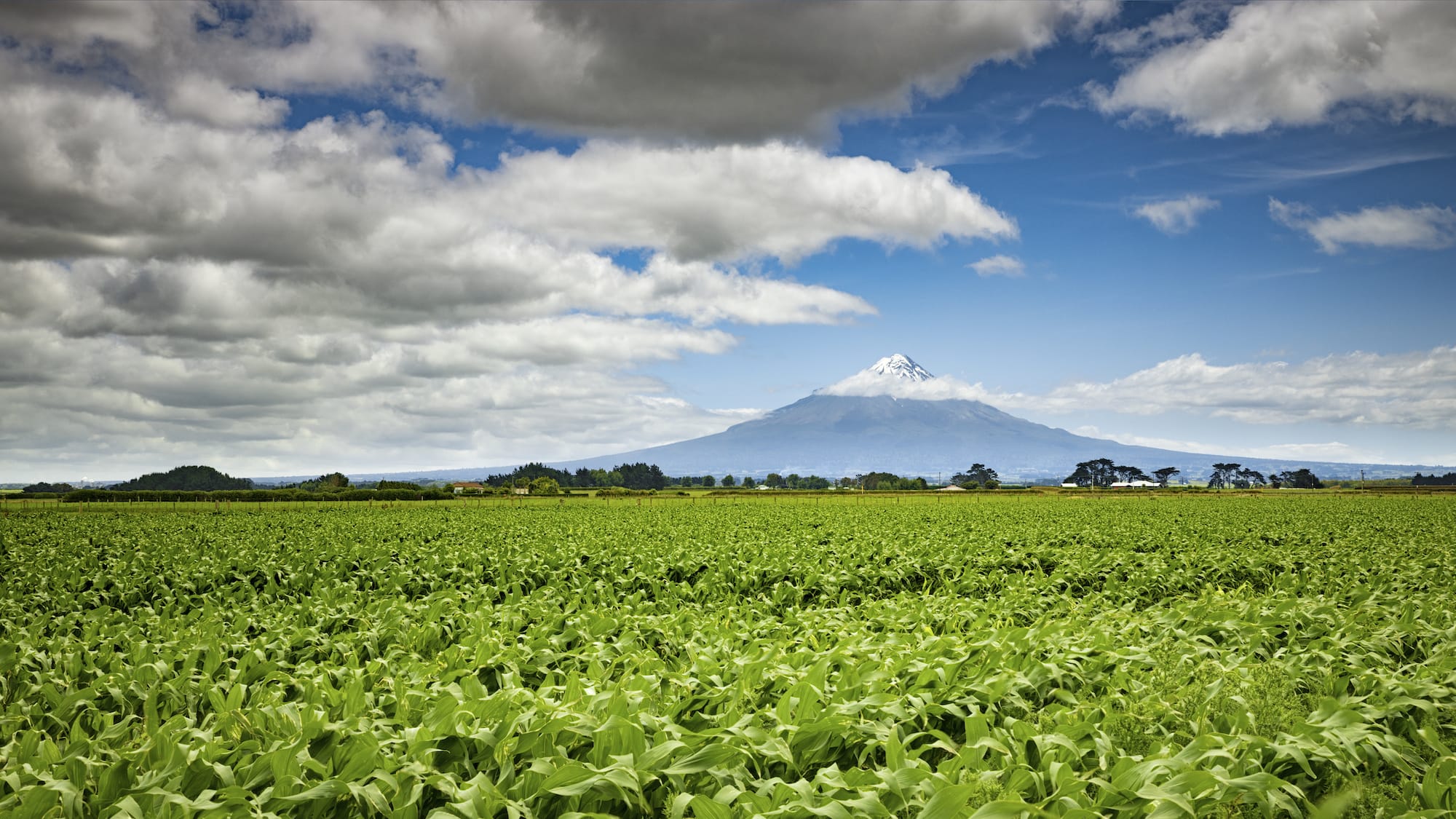 New Zealand Dairy Farming and 4 Regions Explained