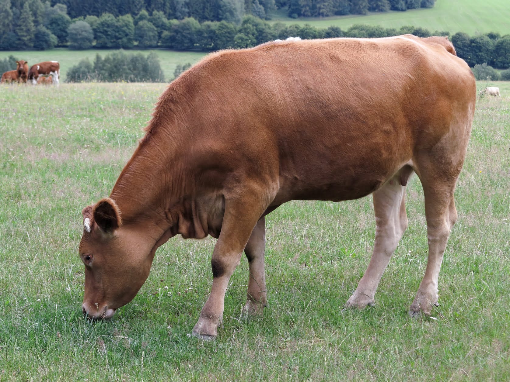 Rearing productive heifers