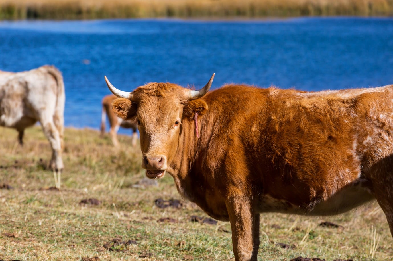 The welfare of dairy cows in Australia: A reality check by Dairy Australia