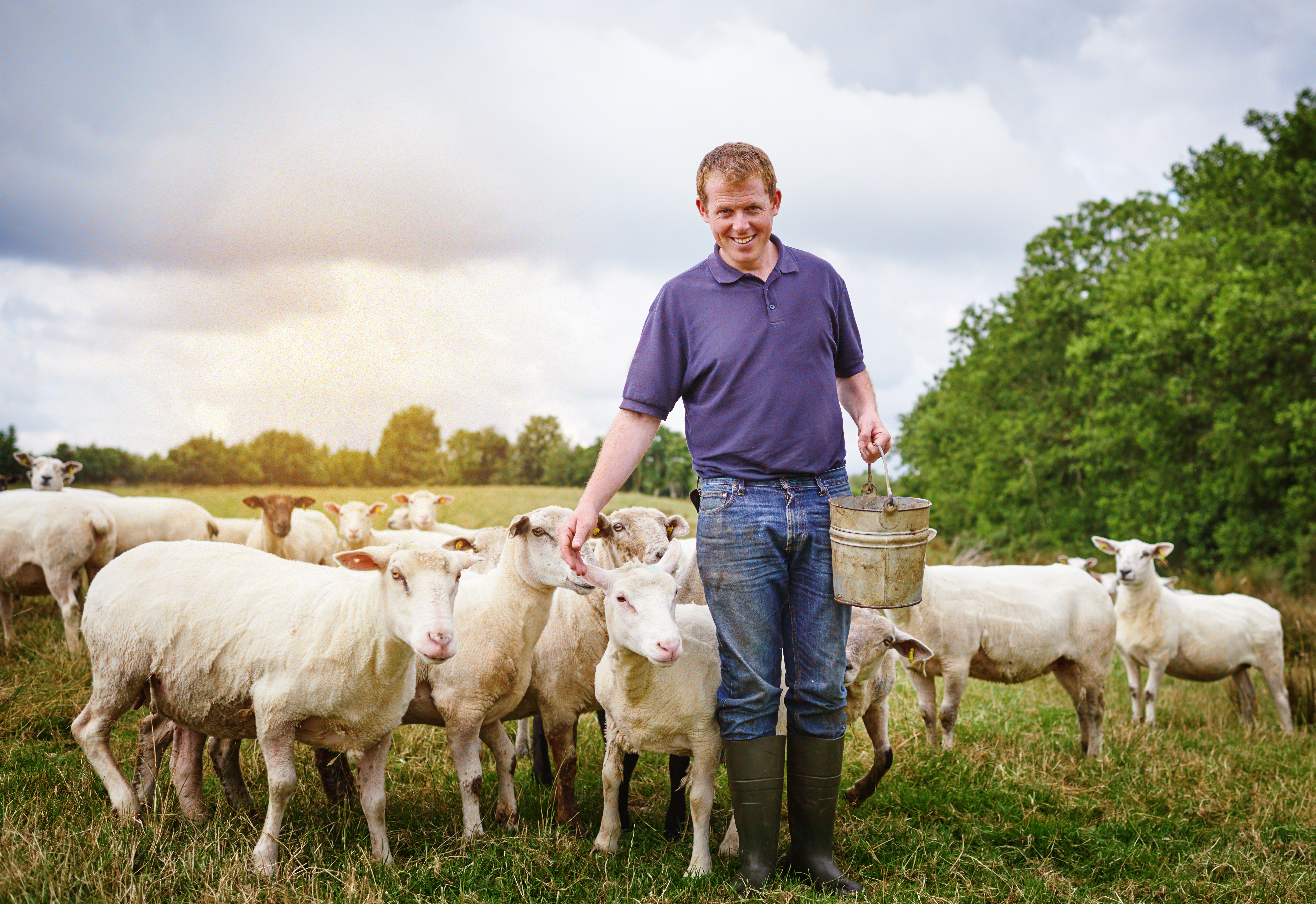 An Overview of The UK Sheep Industry: 2024-2025 Edition