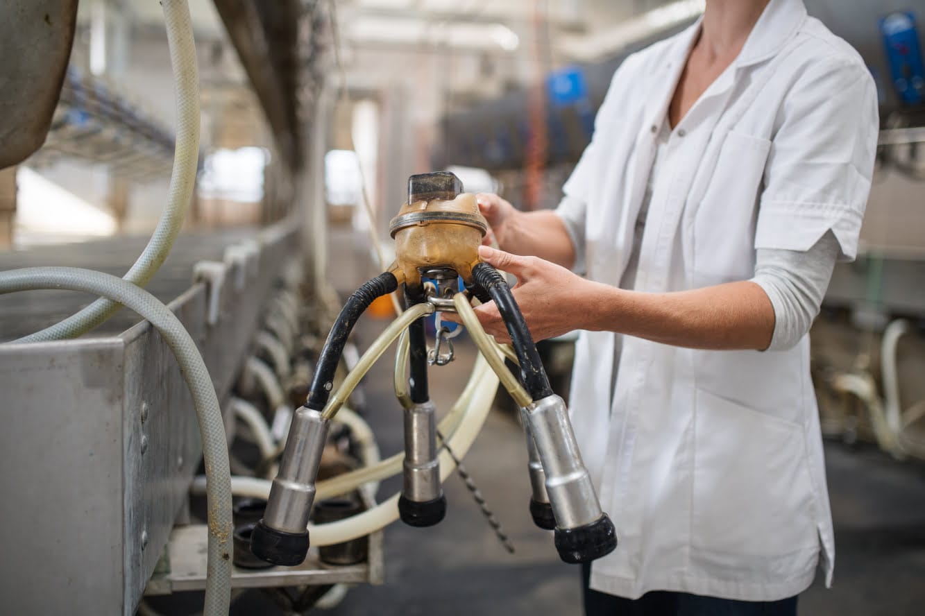 Controlling mastitis in your dairy cows