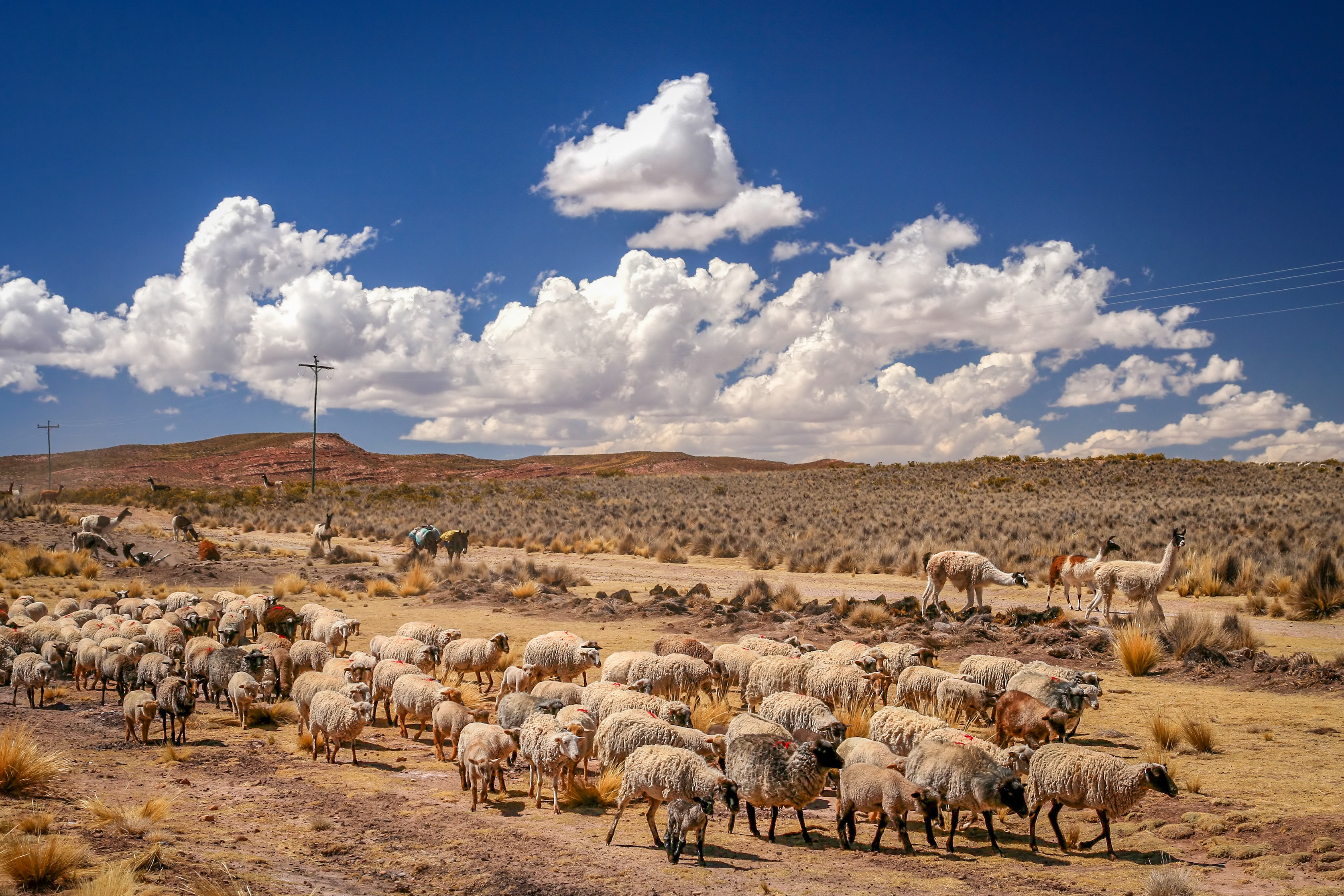 Range Management vs Pasture Management — What’s The Difference? Part 1