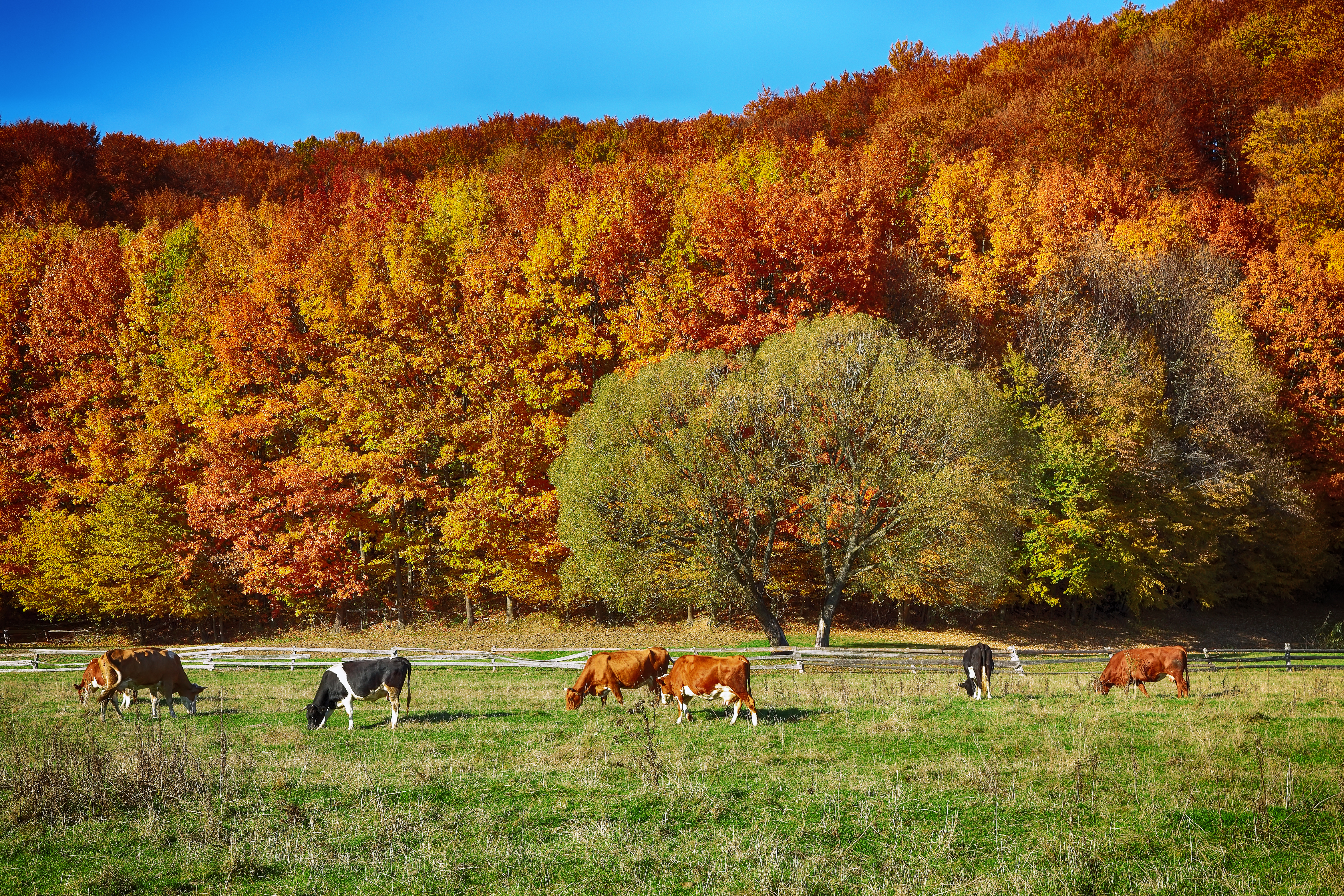 Avoiding Autumn Overgrazing: Protecting Pasture Regrowth
