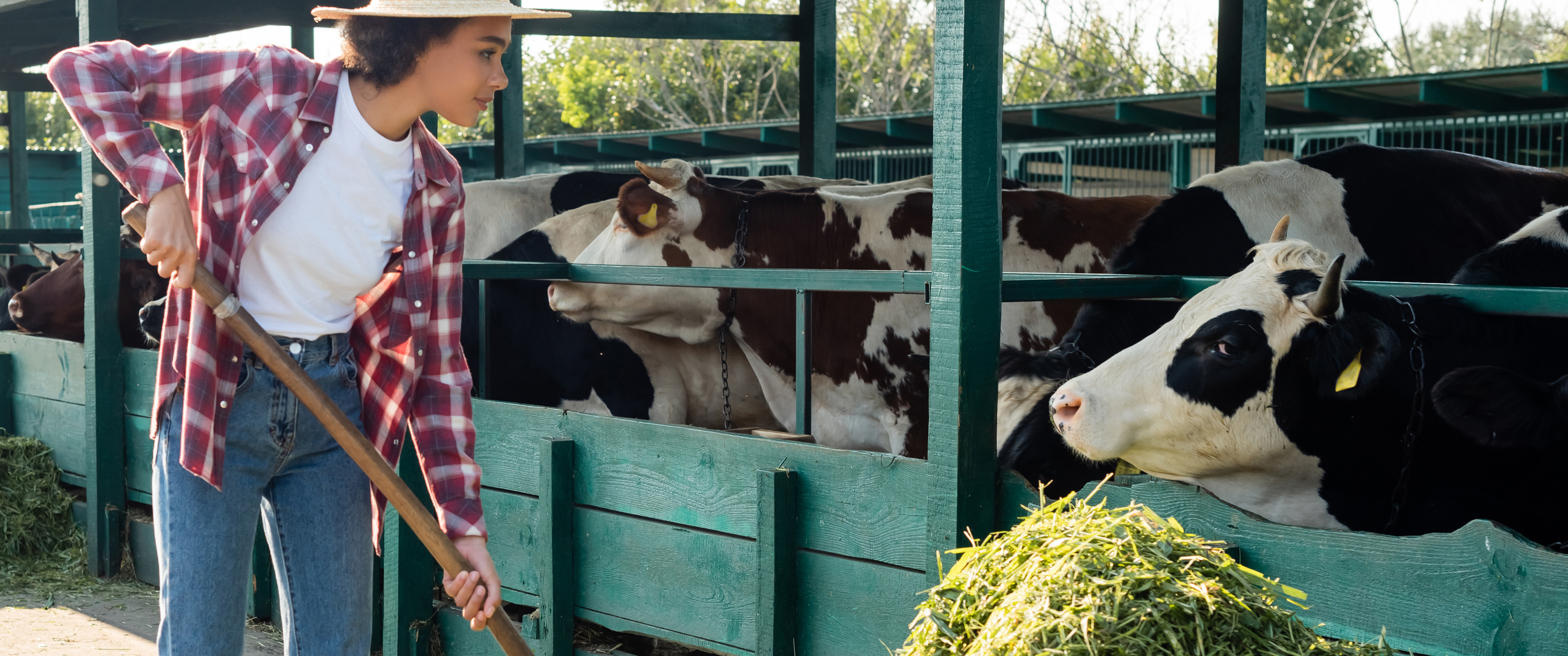 Feed security after rain: reset fertiliser, grazing and silage (and don’t miss fall armyworm)