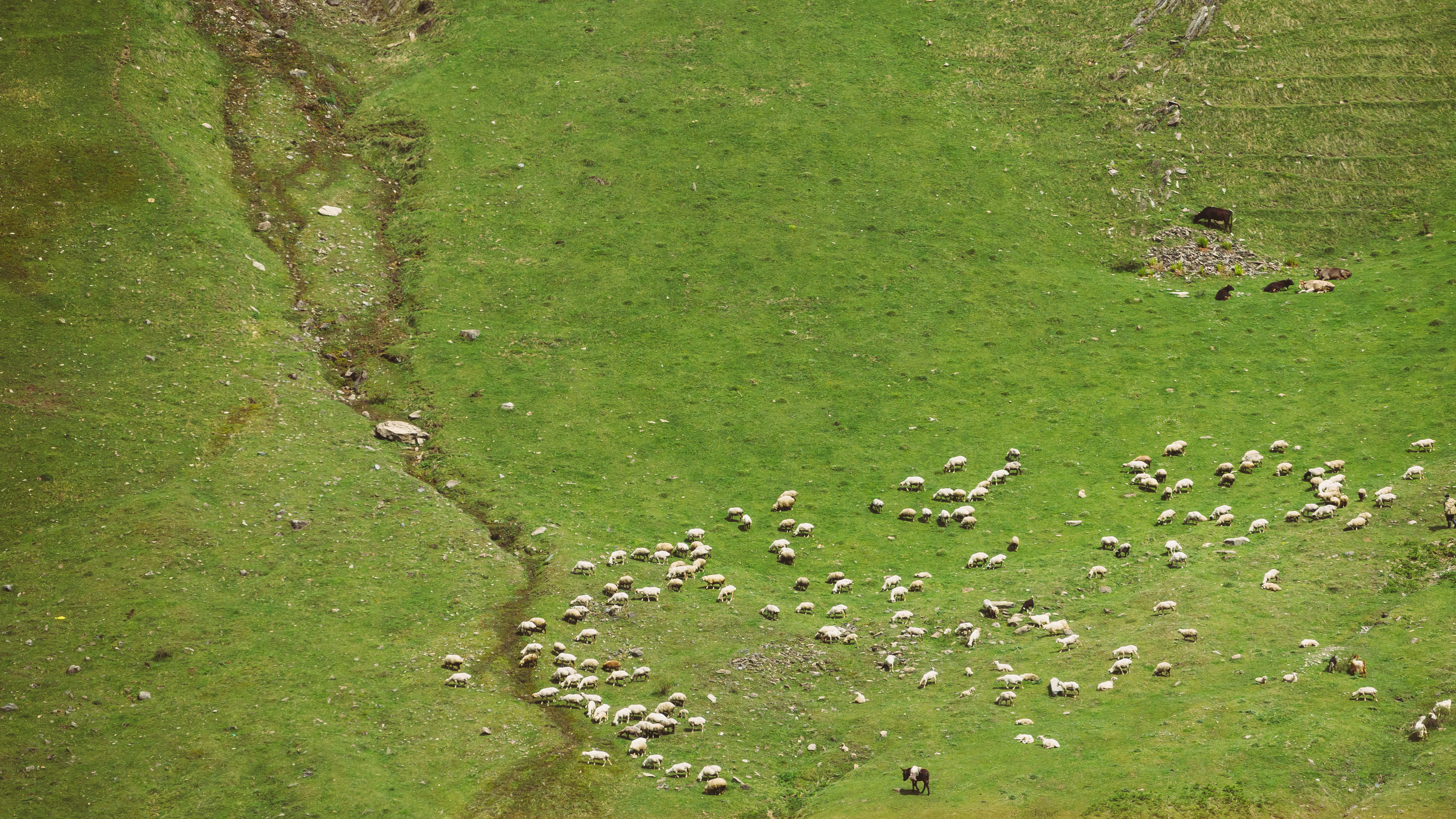 Pasture.io Part of Groundbreaking Grazing Intelligence Project With Key Australian Farming Groups