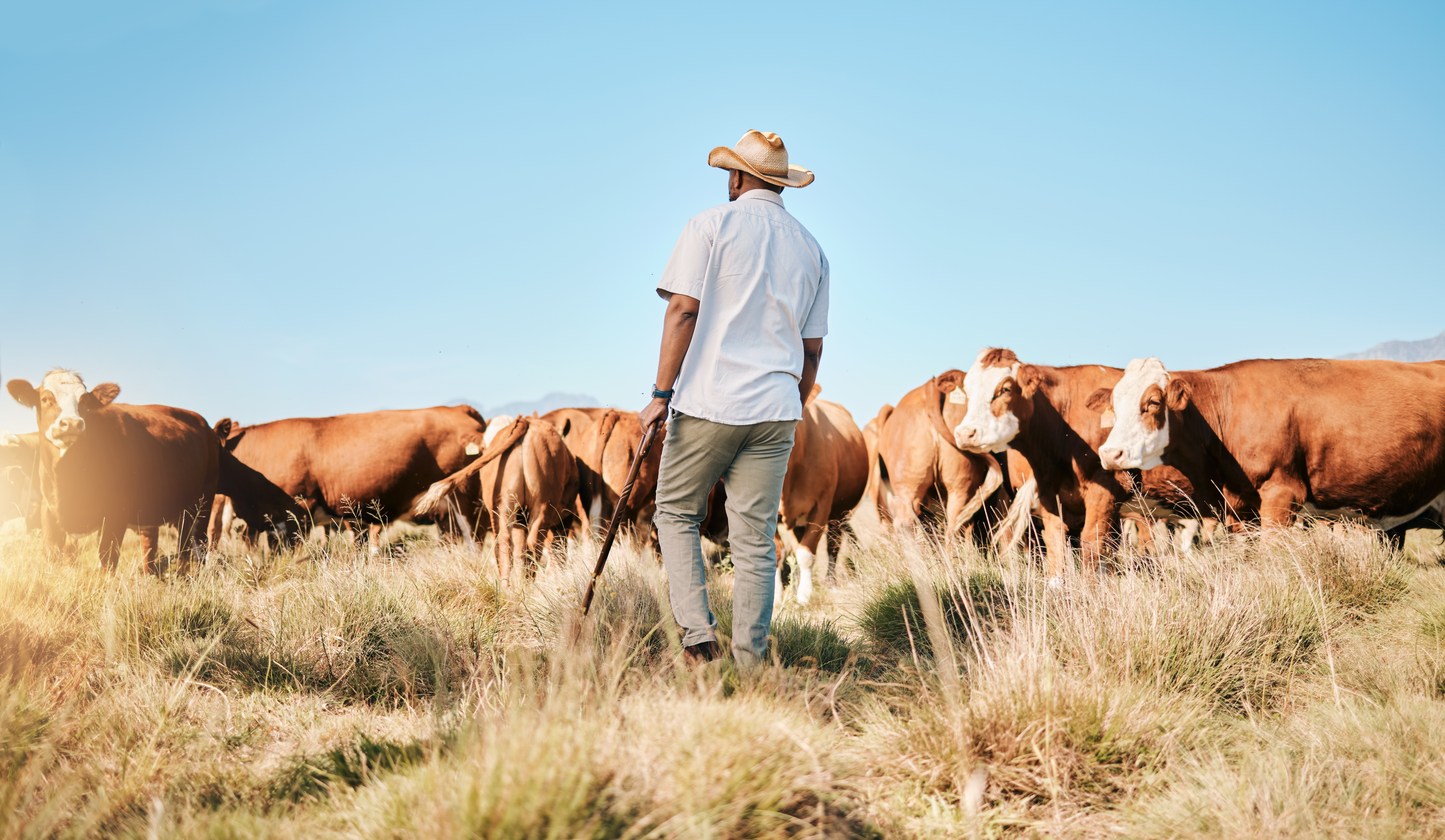 Protect Your Livelihood: Why Livestock Farming Insurance Is a Must-Have for Farmers