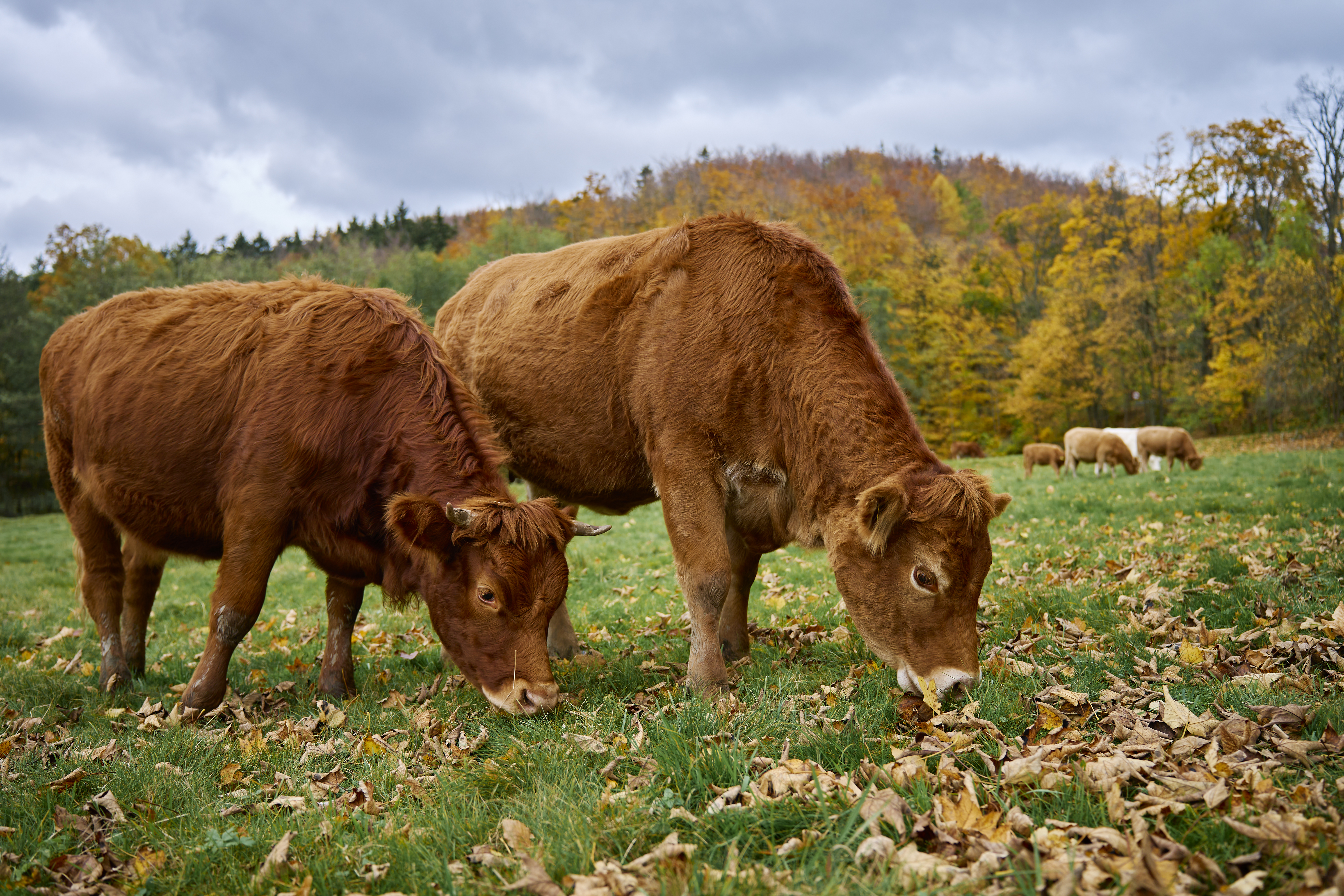 Autumn Grazing Essentials: Building Feed Reserves in New Zealand