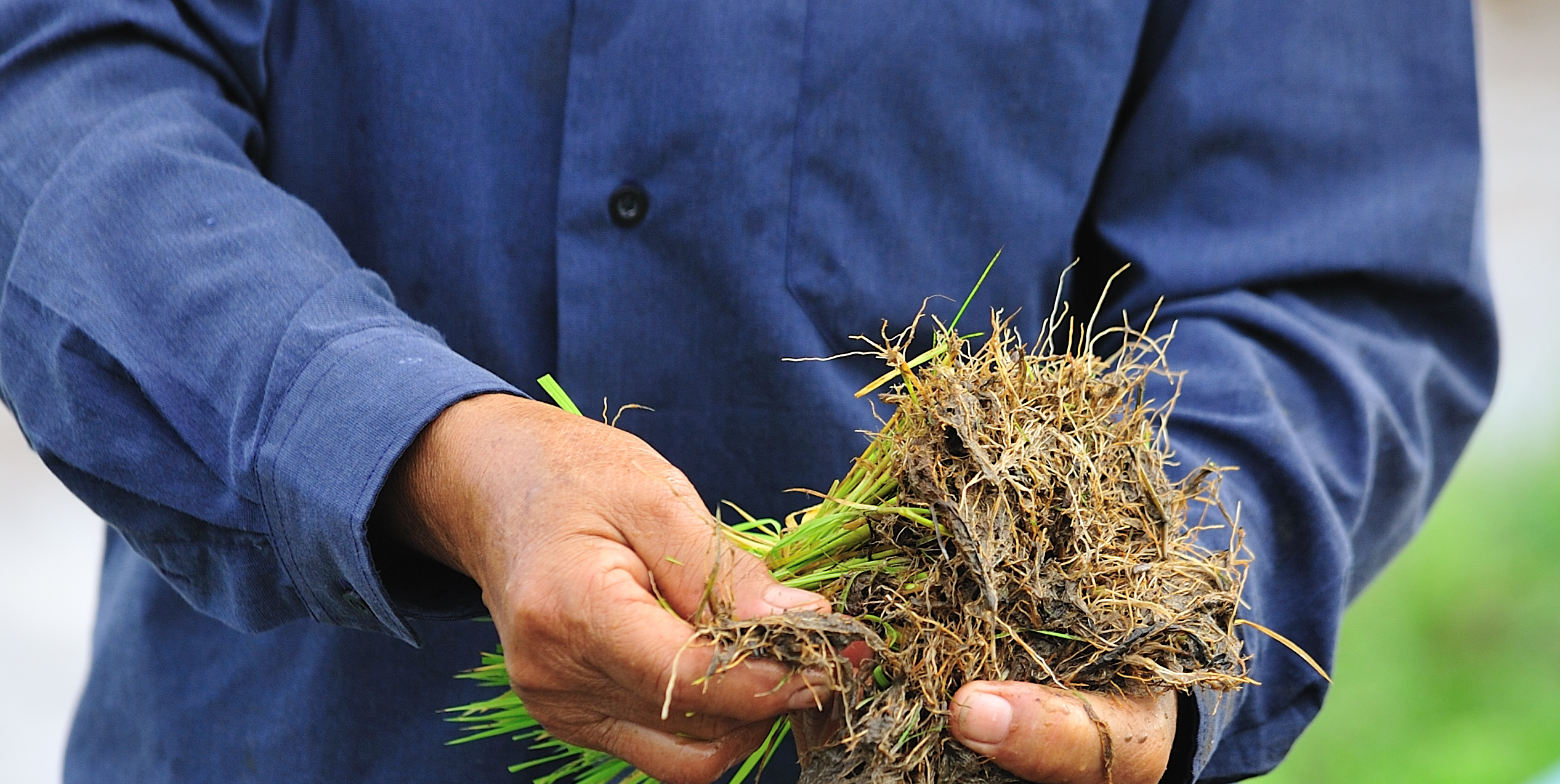 Year-Round Pasture Management: Seasonal Strategies to Keep Ryegrass Thriving