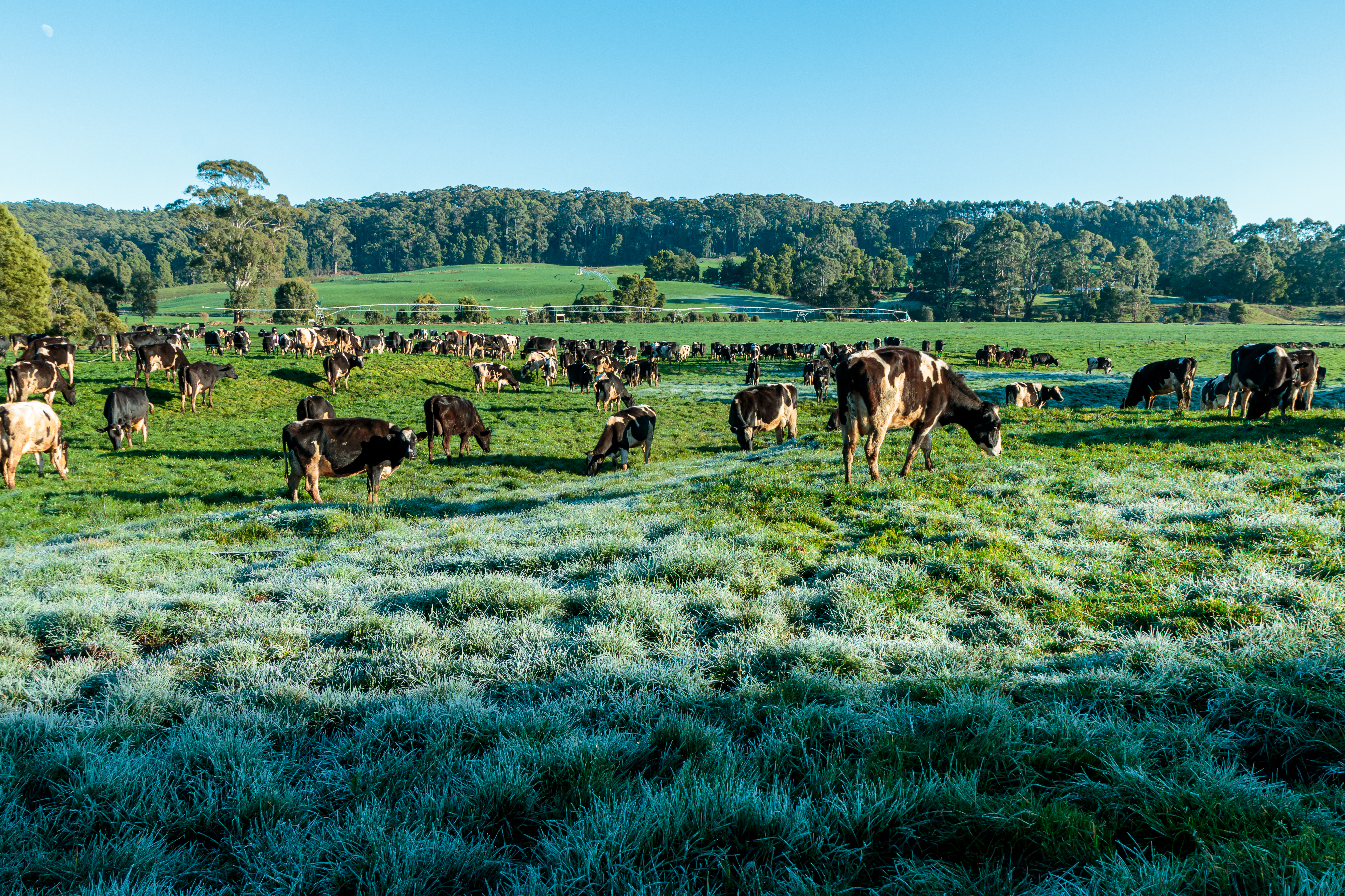 First Frost Warnings: Protecting Pastures as Temperatures Dip