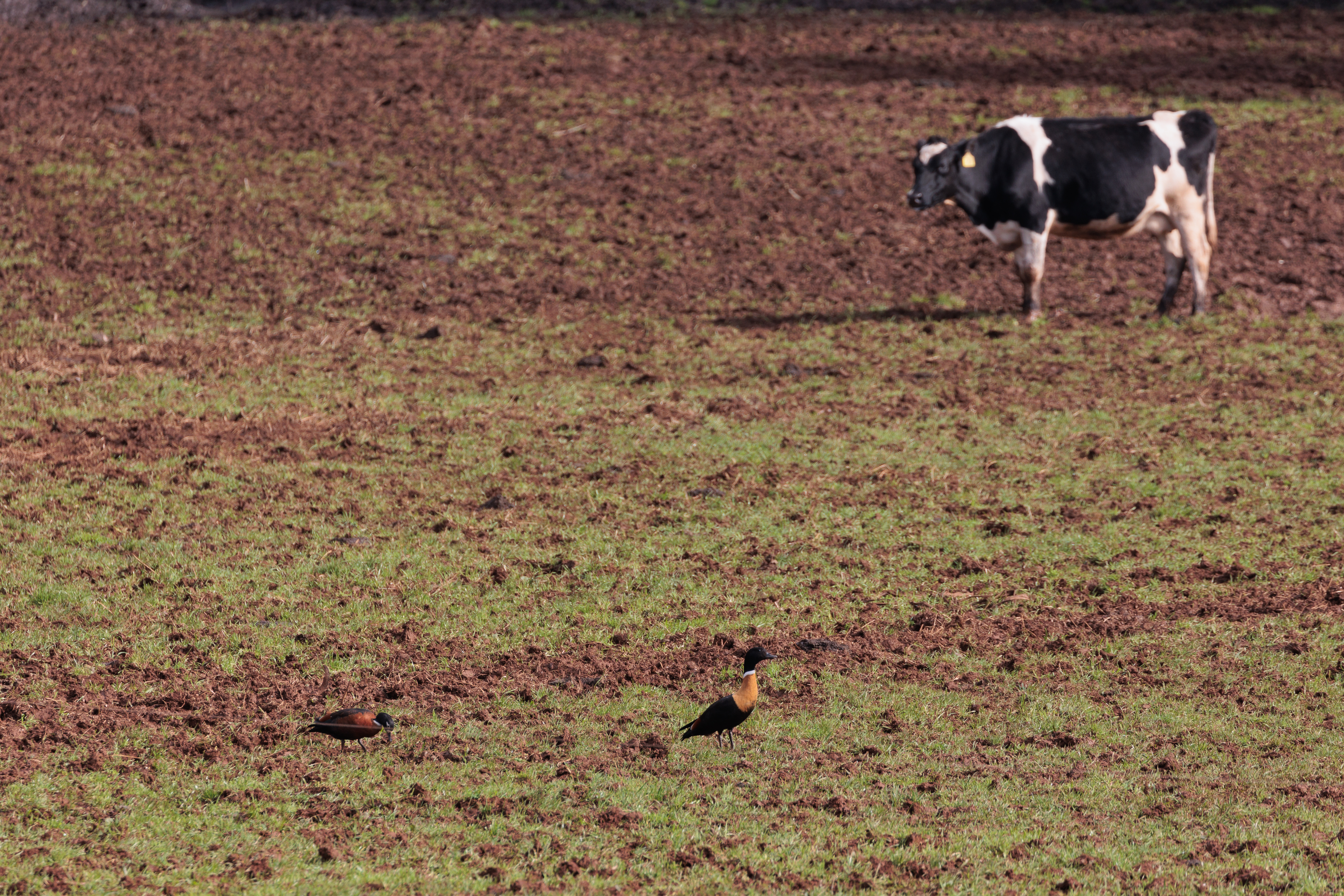Pugging Prevention: Safeguarding Pastures in Wet Autumn-Winter Conditions