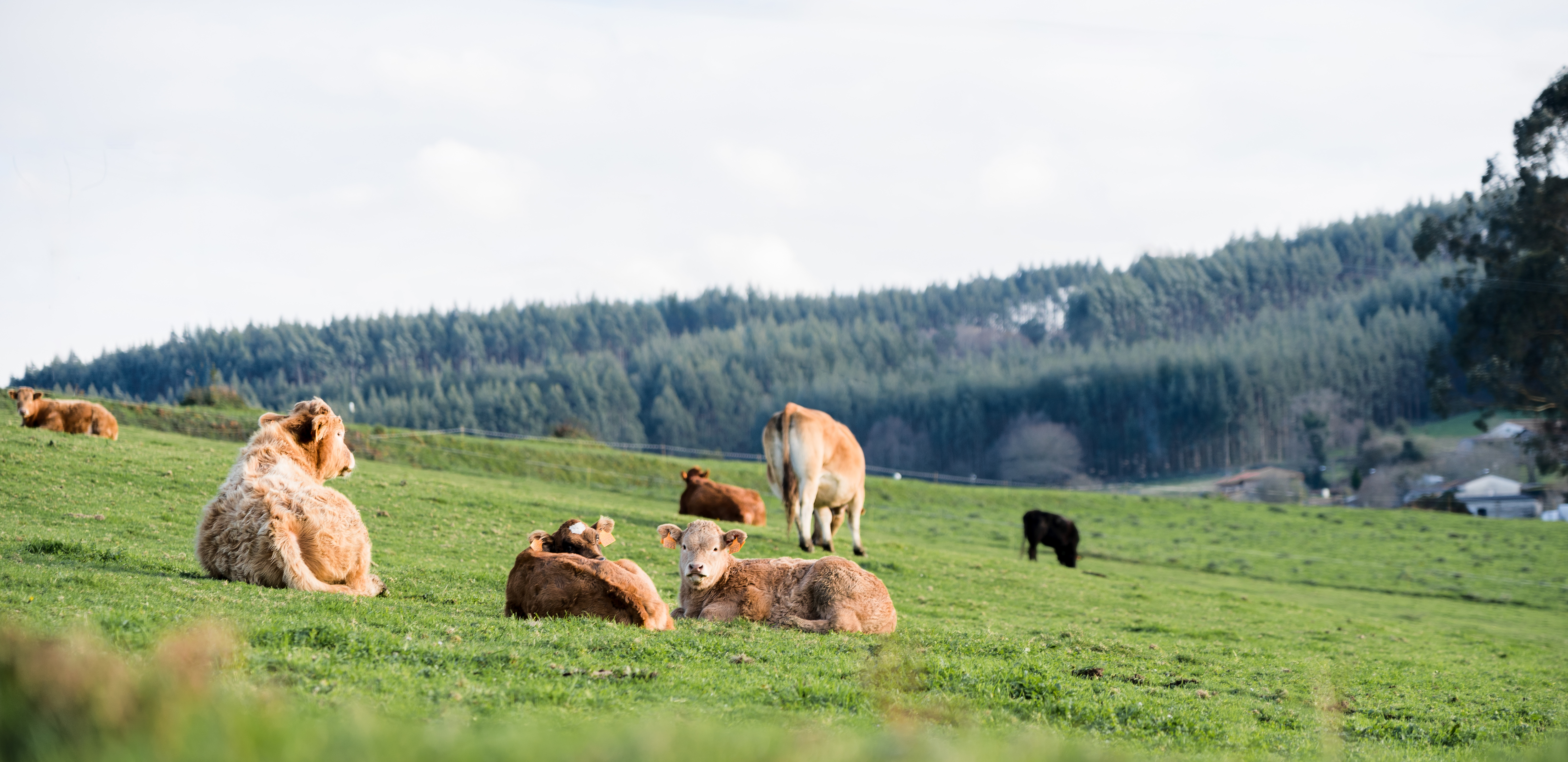 Smart Supplementation: Balancing Pasture and Feed for Grazing Livestock