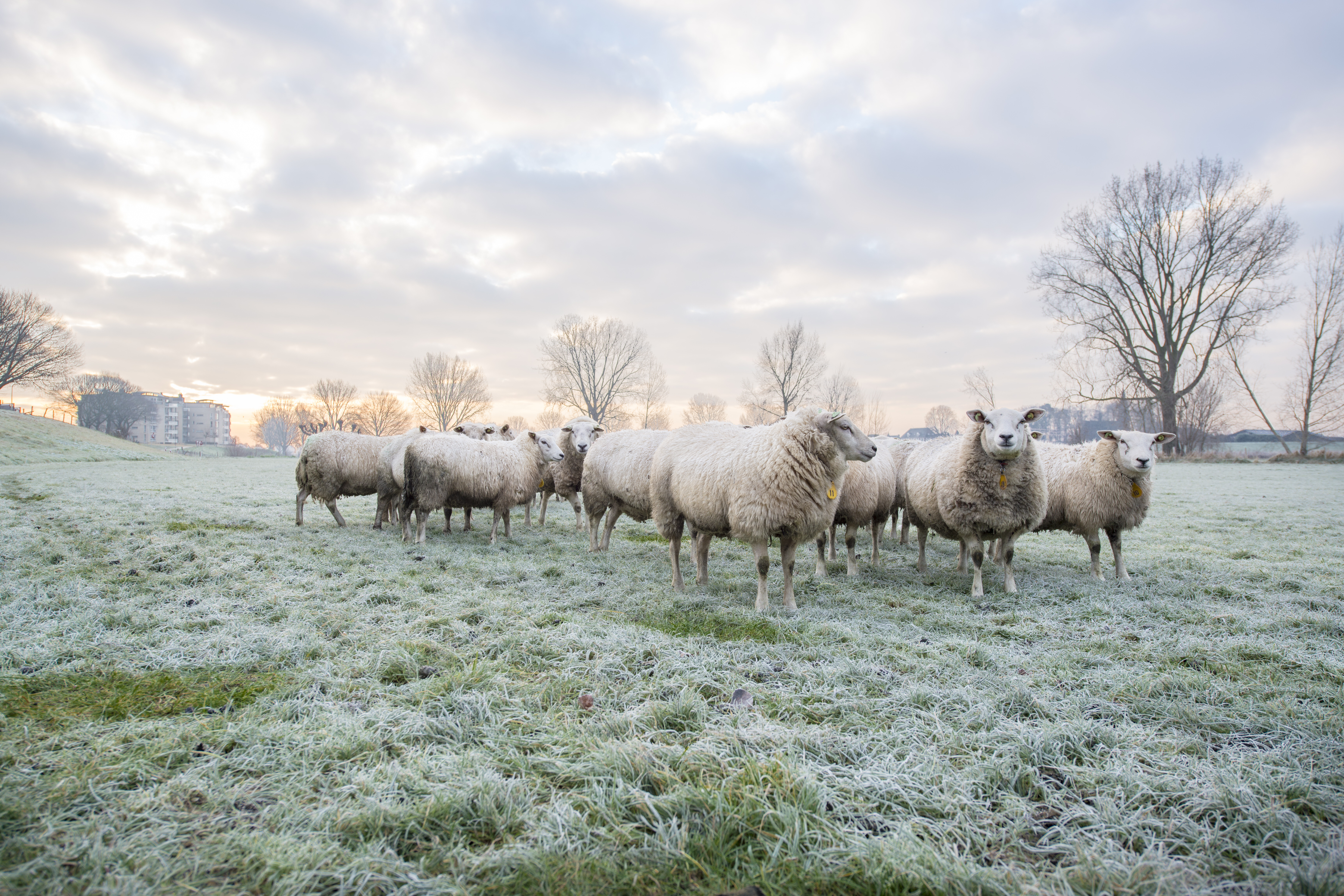 Stepping into Winter: Extending Rotations and Stocking Strategies