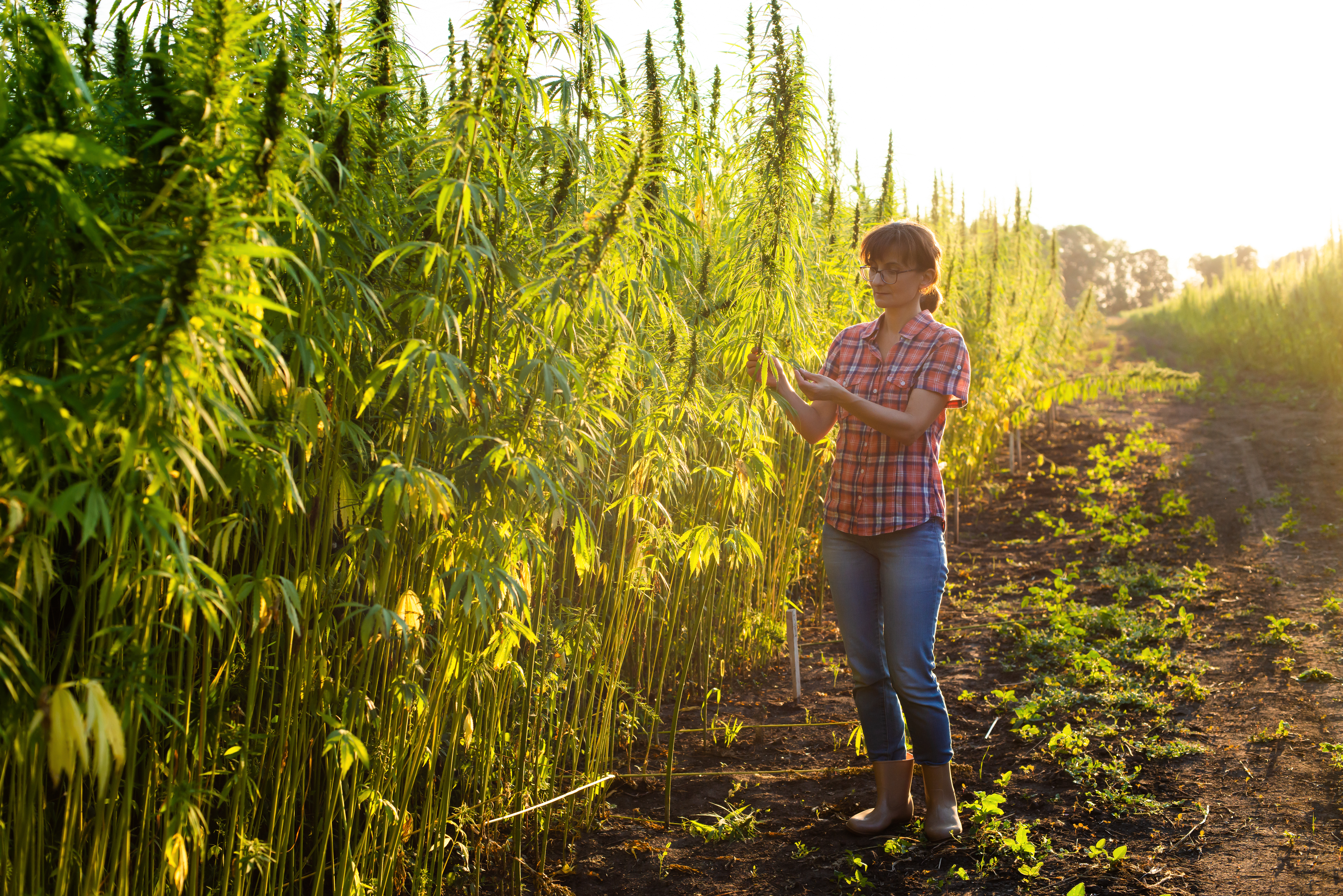 How feeding livestock hemp can improve animal health