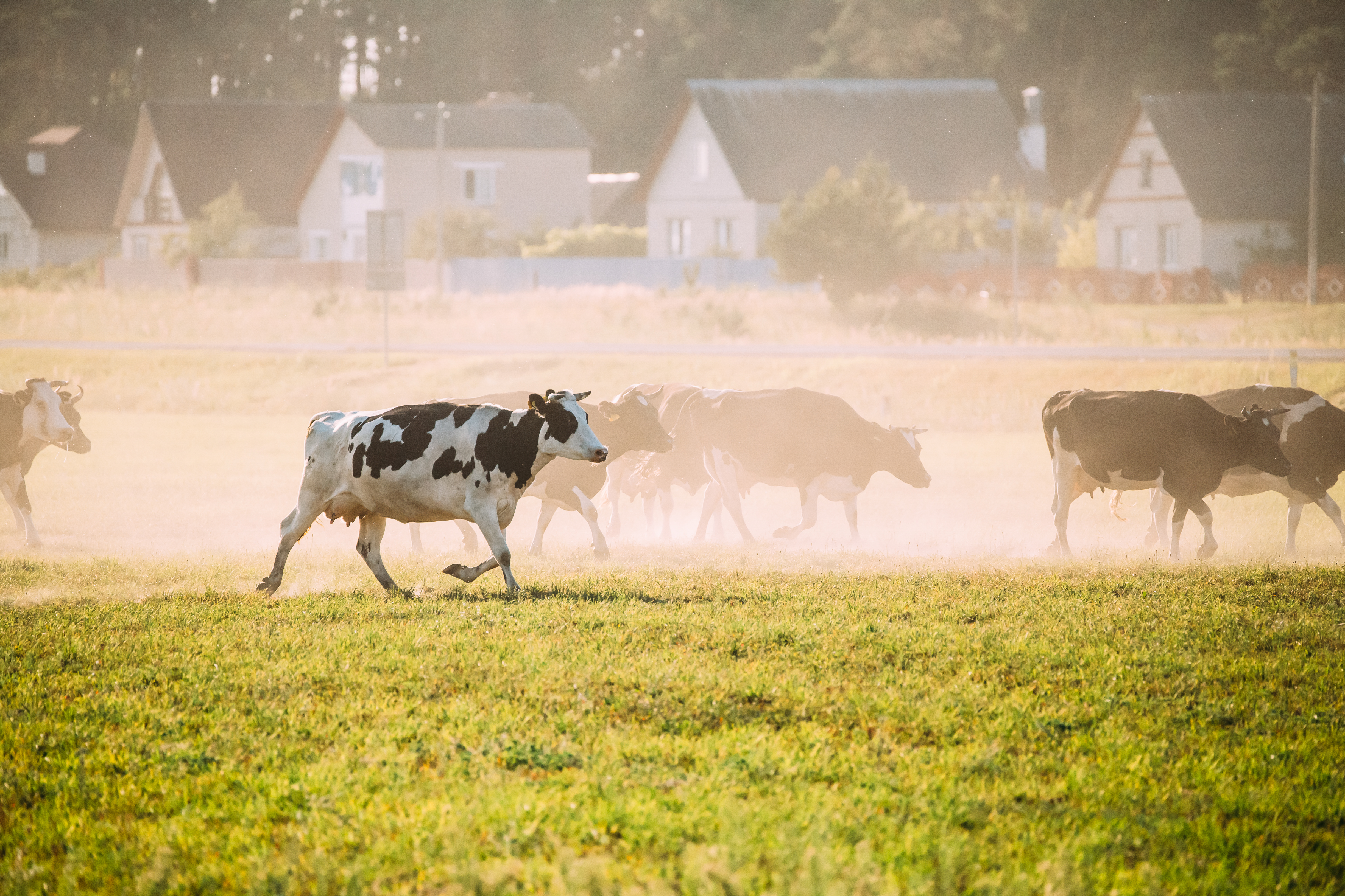 Is Your Farm To Blame For Methane Emissions? Understanding Their Impact and How To Reduce Them Instantly