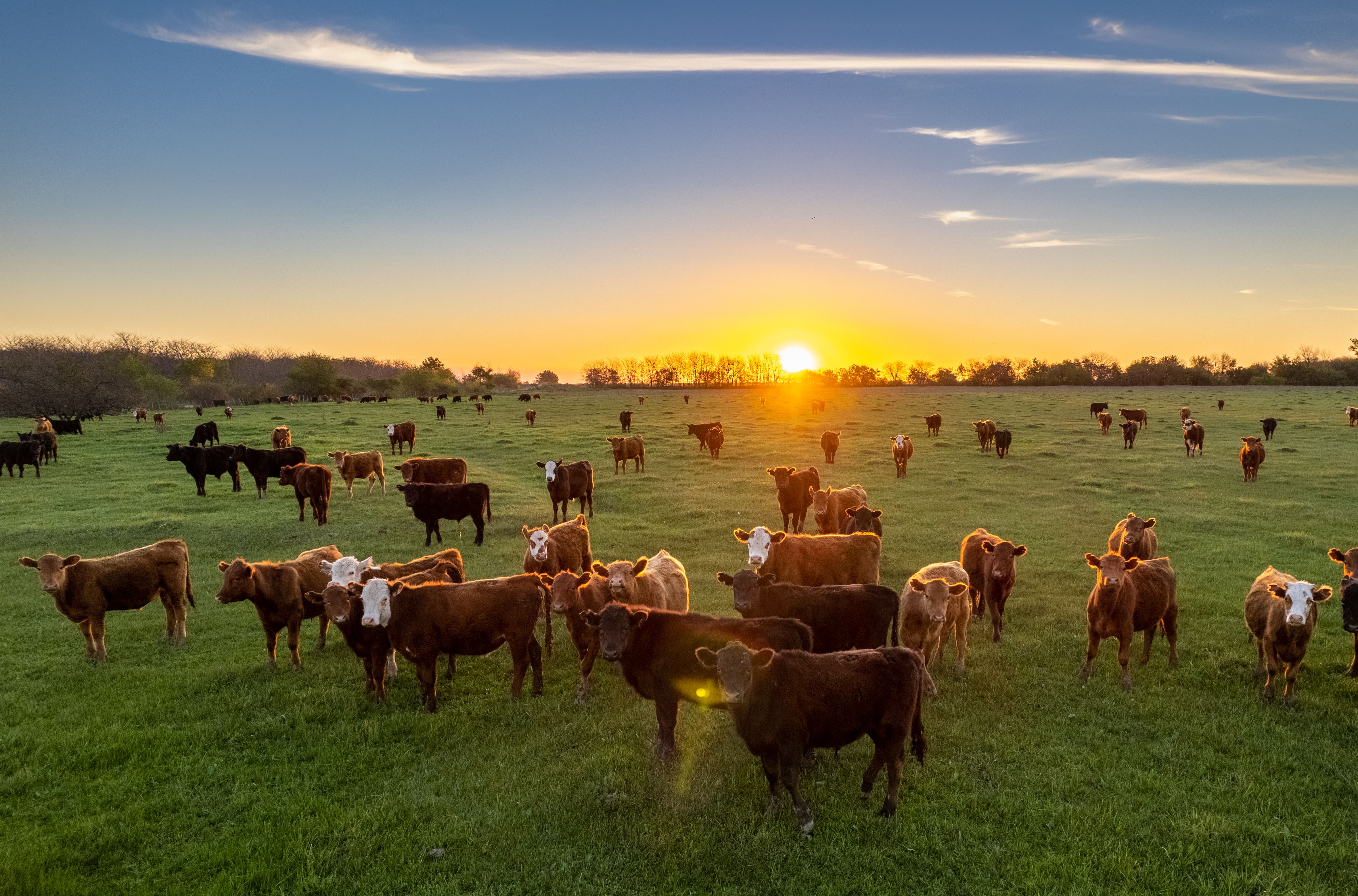 PasturePro Five: Unlocking Superior Grazing A Ruminant Nutrition Review