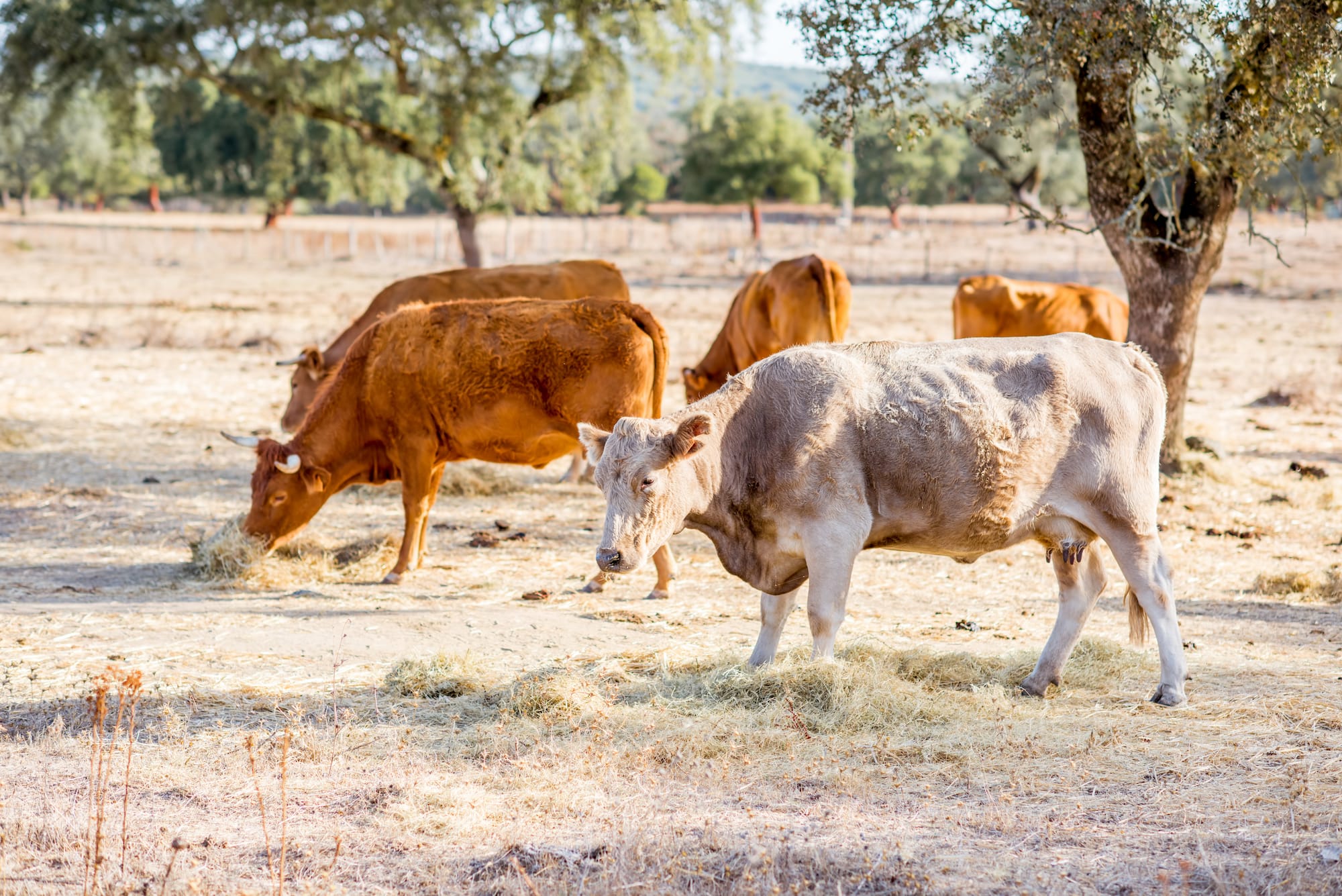 The Effect of Overgrazing on Biodiversity and Why You Should Care