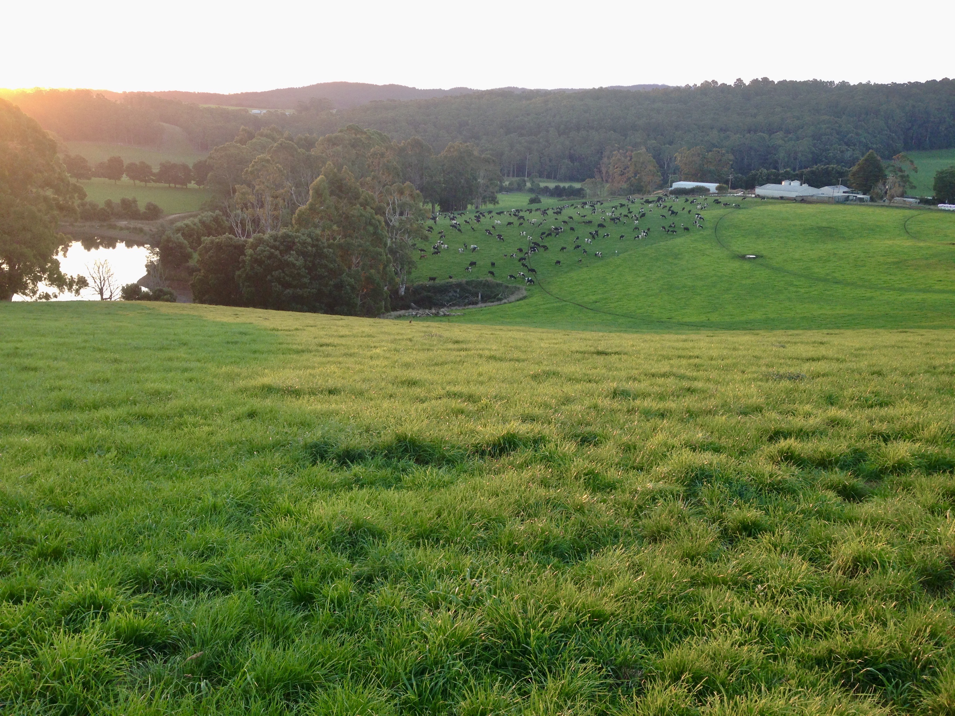 It’s Official—Australian-grown Rye Grass Is The Best!