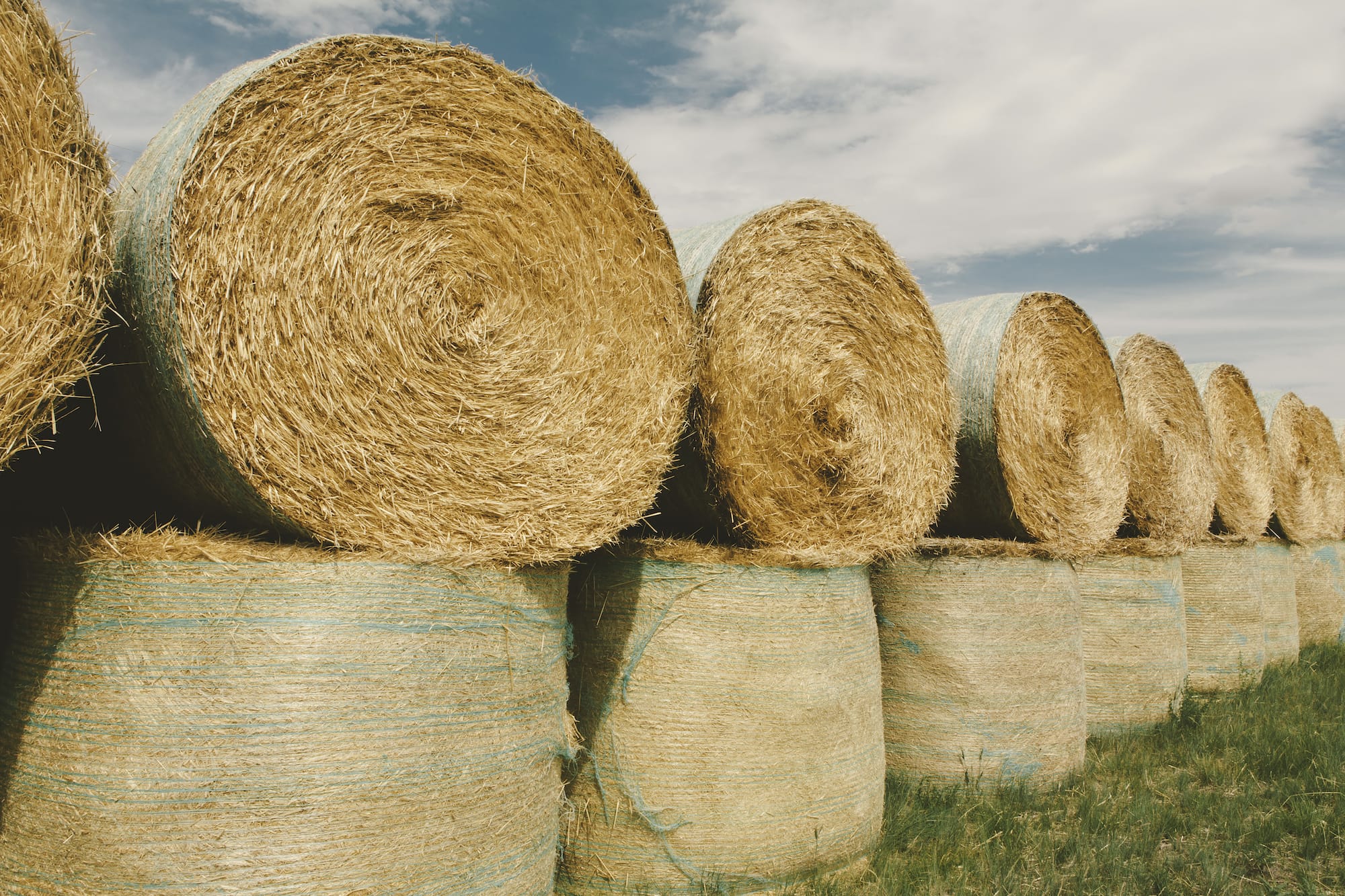 Forage Harvesting Tips That Increase Farm Profit