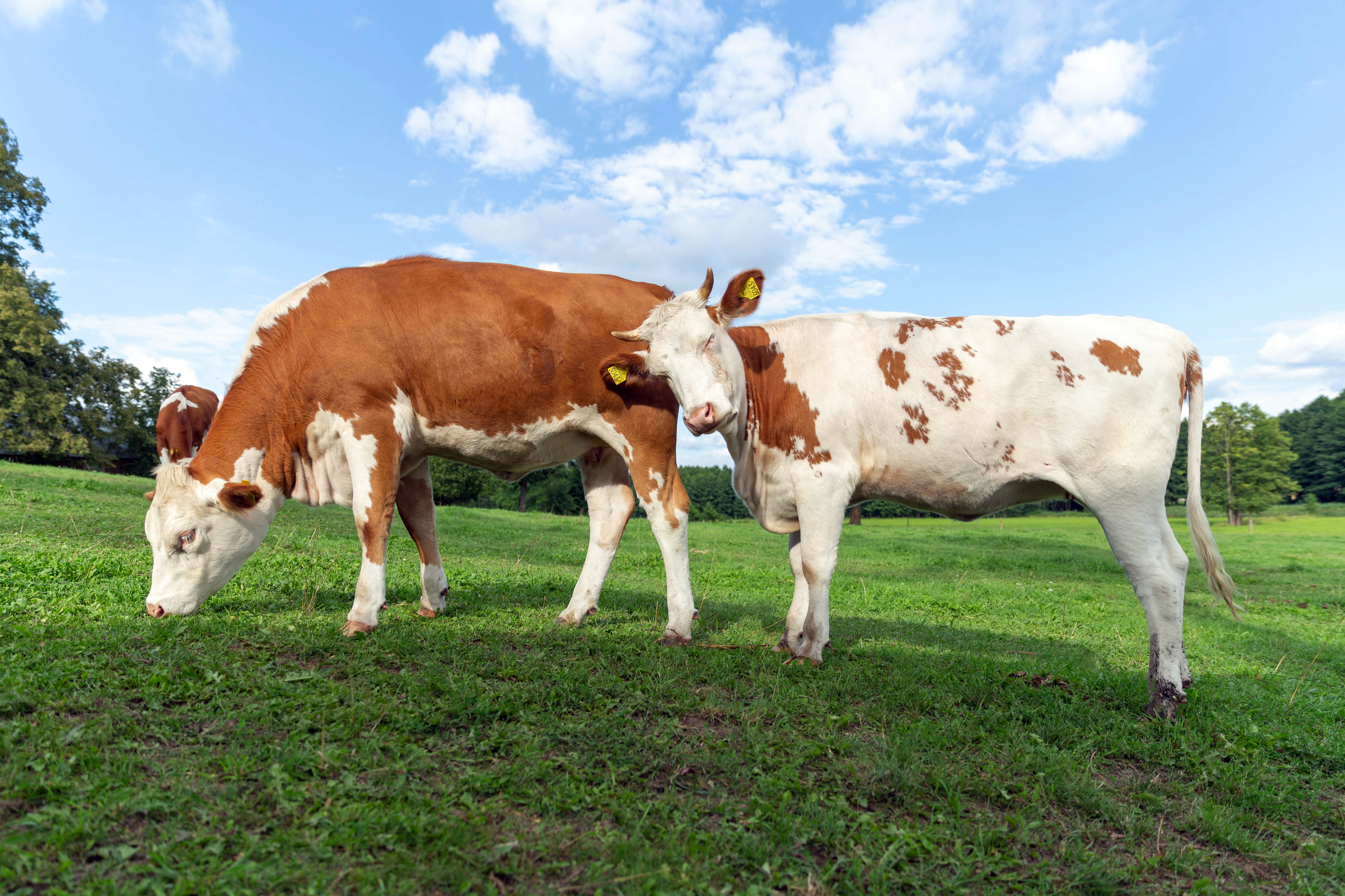 Scientists Are Breeding Climate-Friendly Cows & Soon They’ll Be On Your Farm