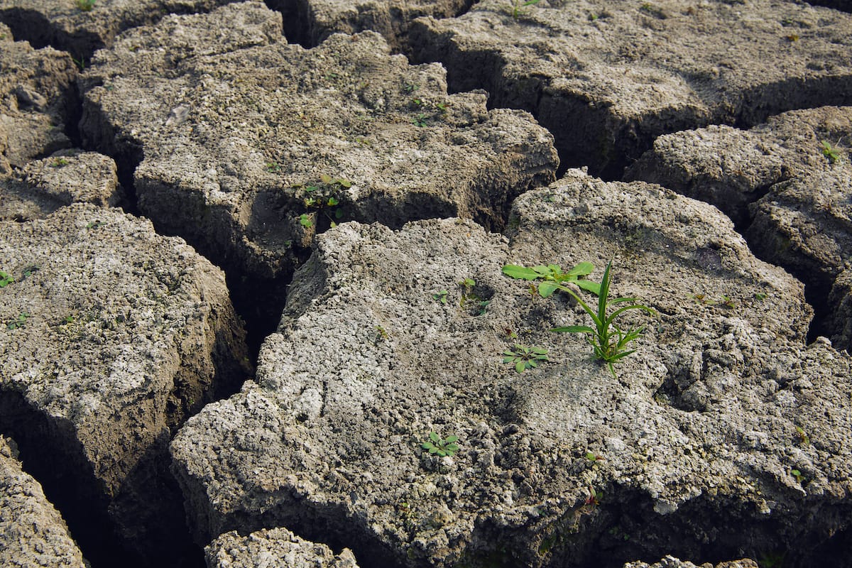 How to manage your mob during a drought