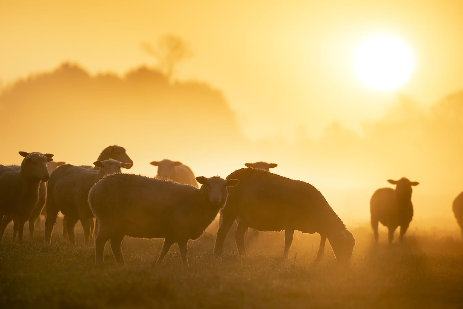 All about livestock carrying capacity and stocking rate