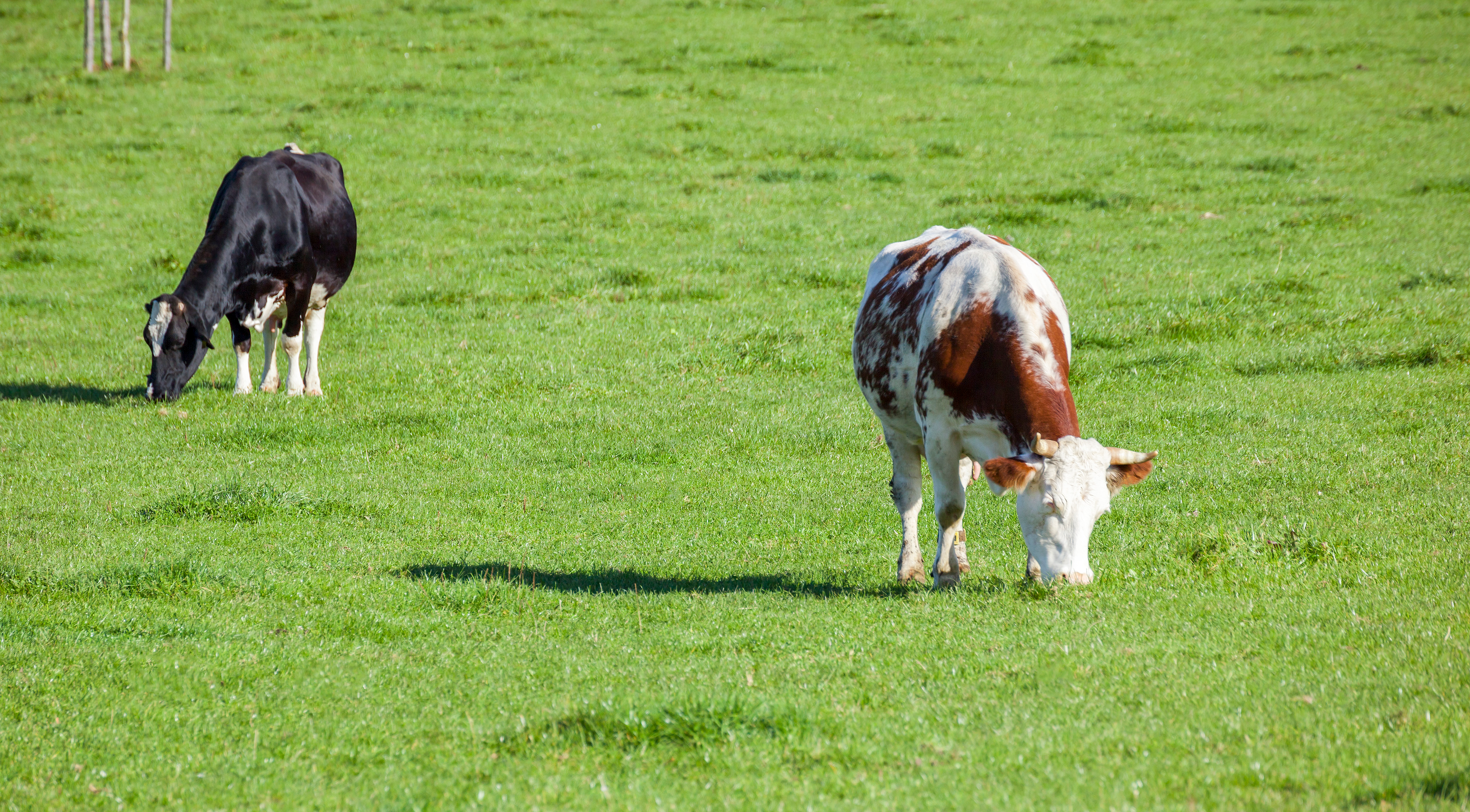 Feeding Strategies for Year-Round Grazing on Ryegrass Pasture