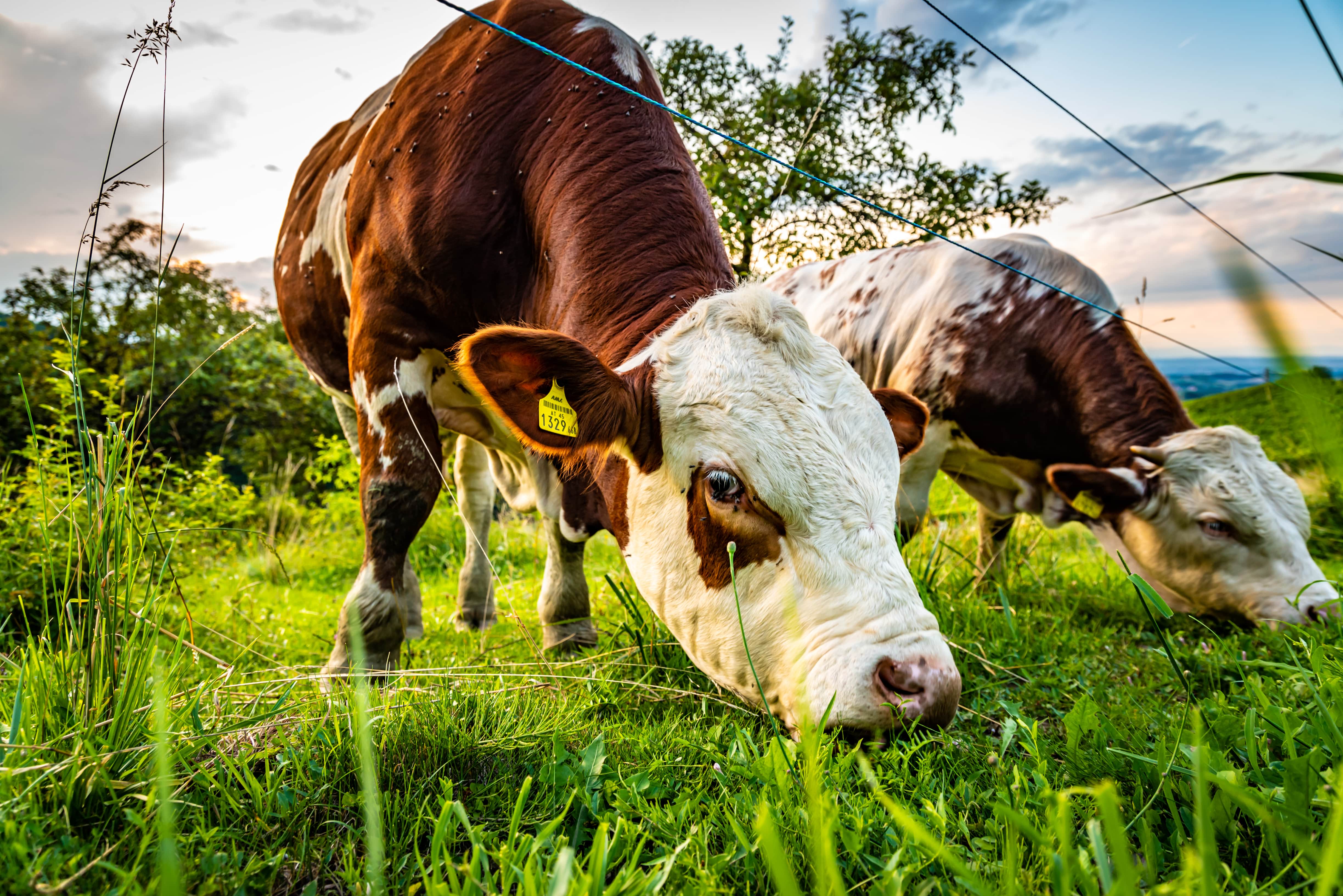 Why should you consider raising your cows on pasture