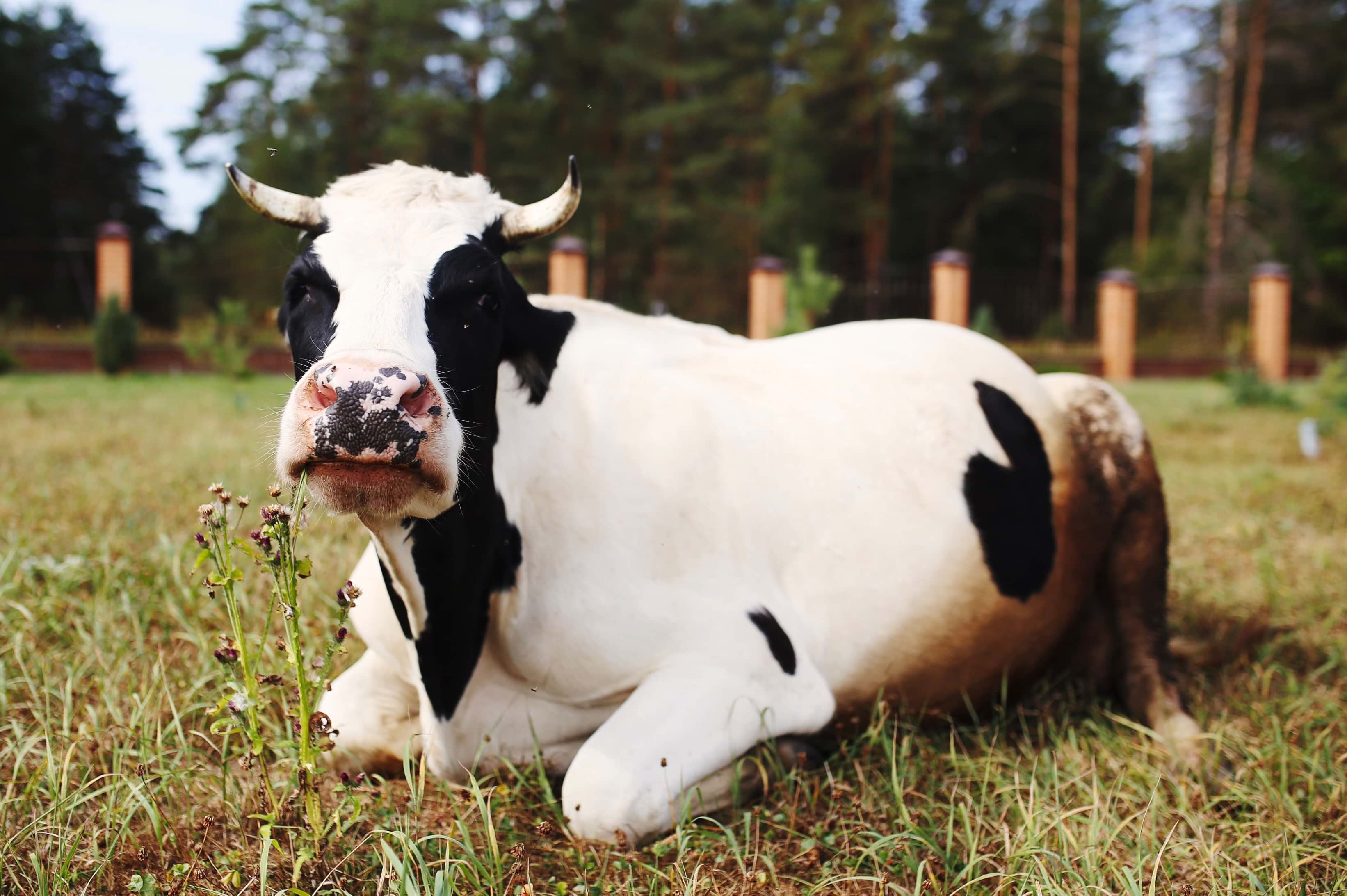 Fun facts about dairy cows & the dairy industry