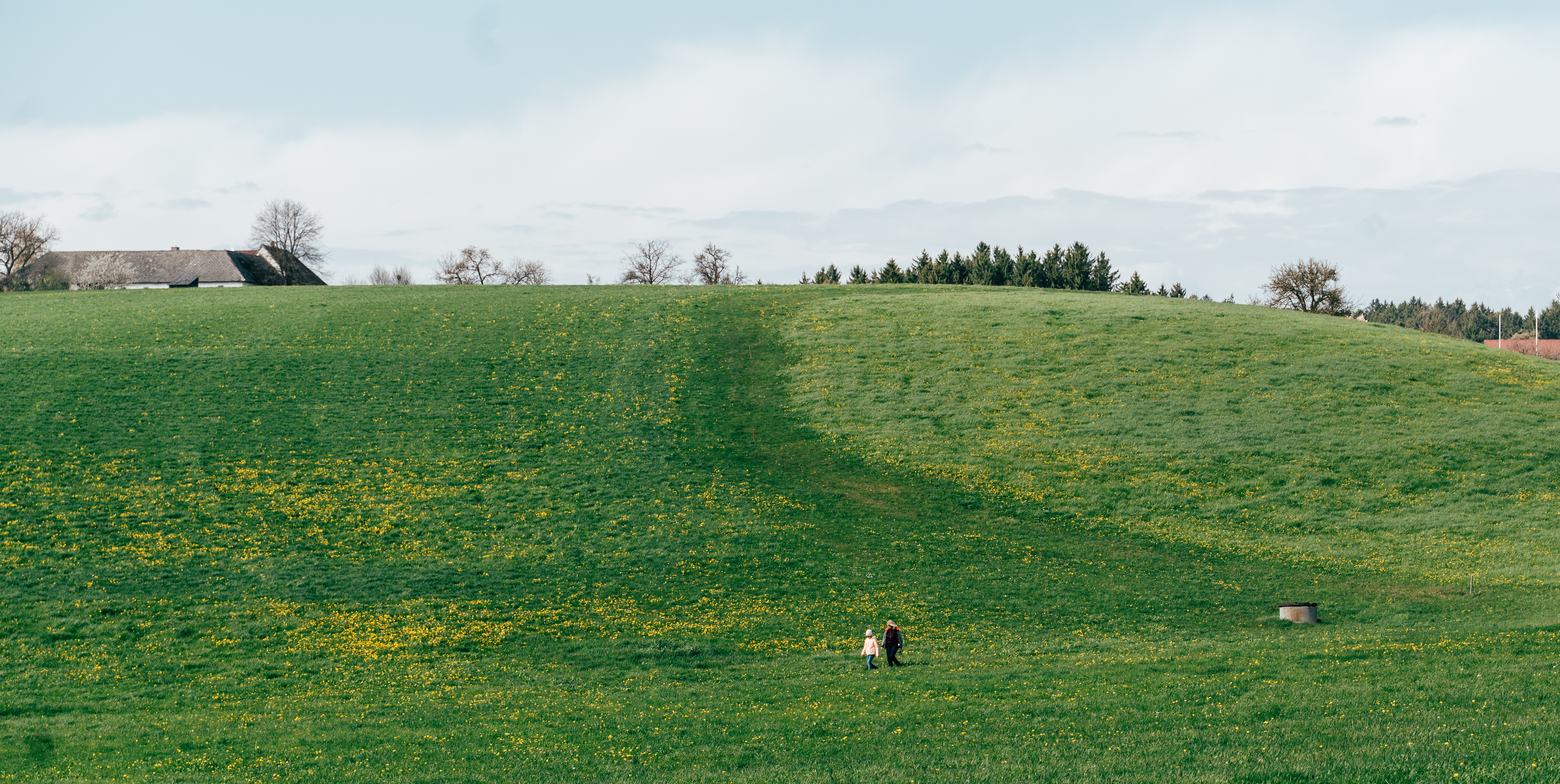 Mastering Rotational Grazing in Ryegrass Pastures