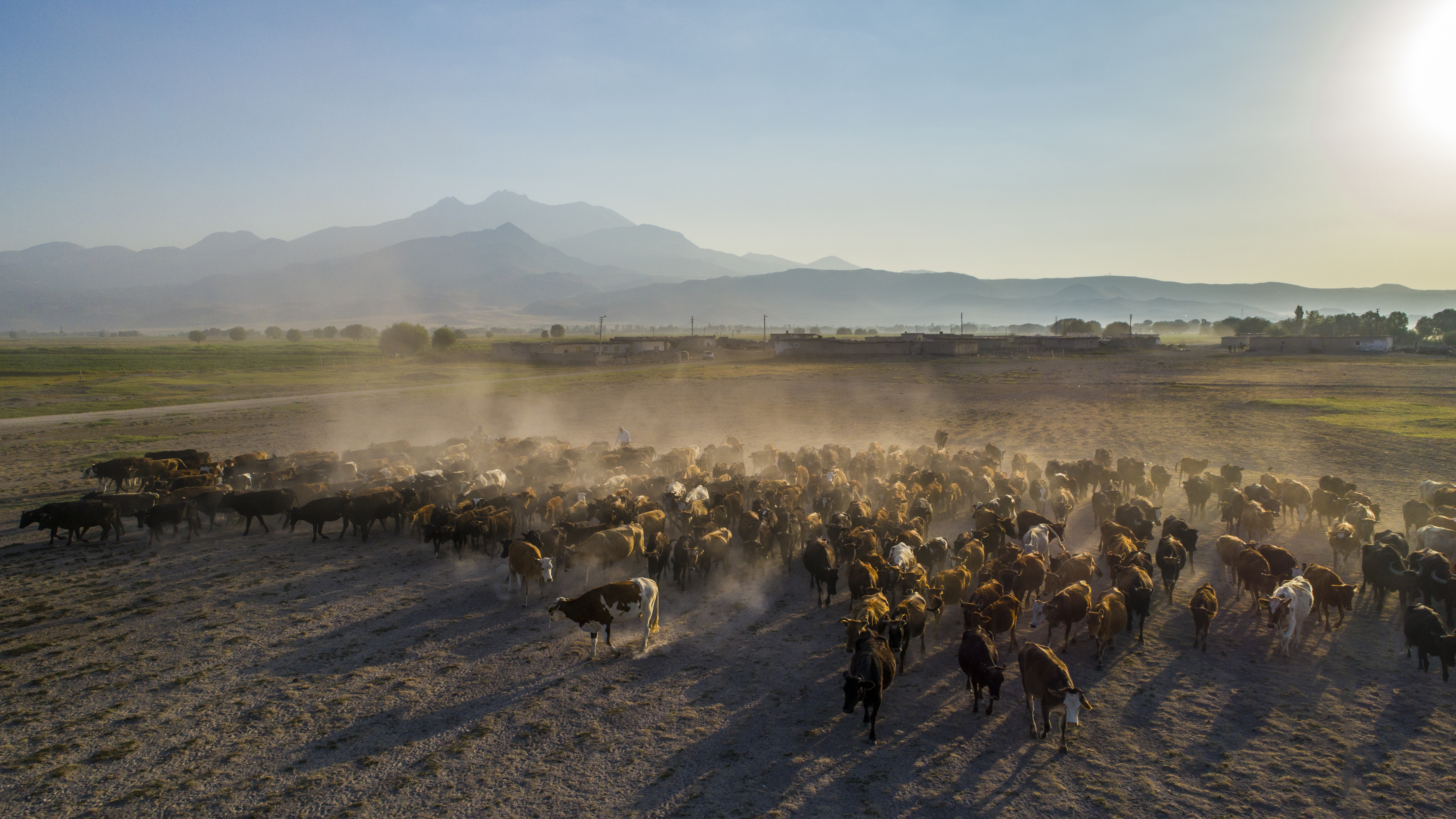 Looking To Buy Livestock? Here’s How A Stock Agent Can Help
