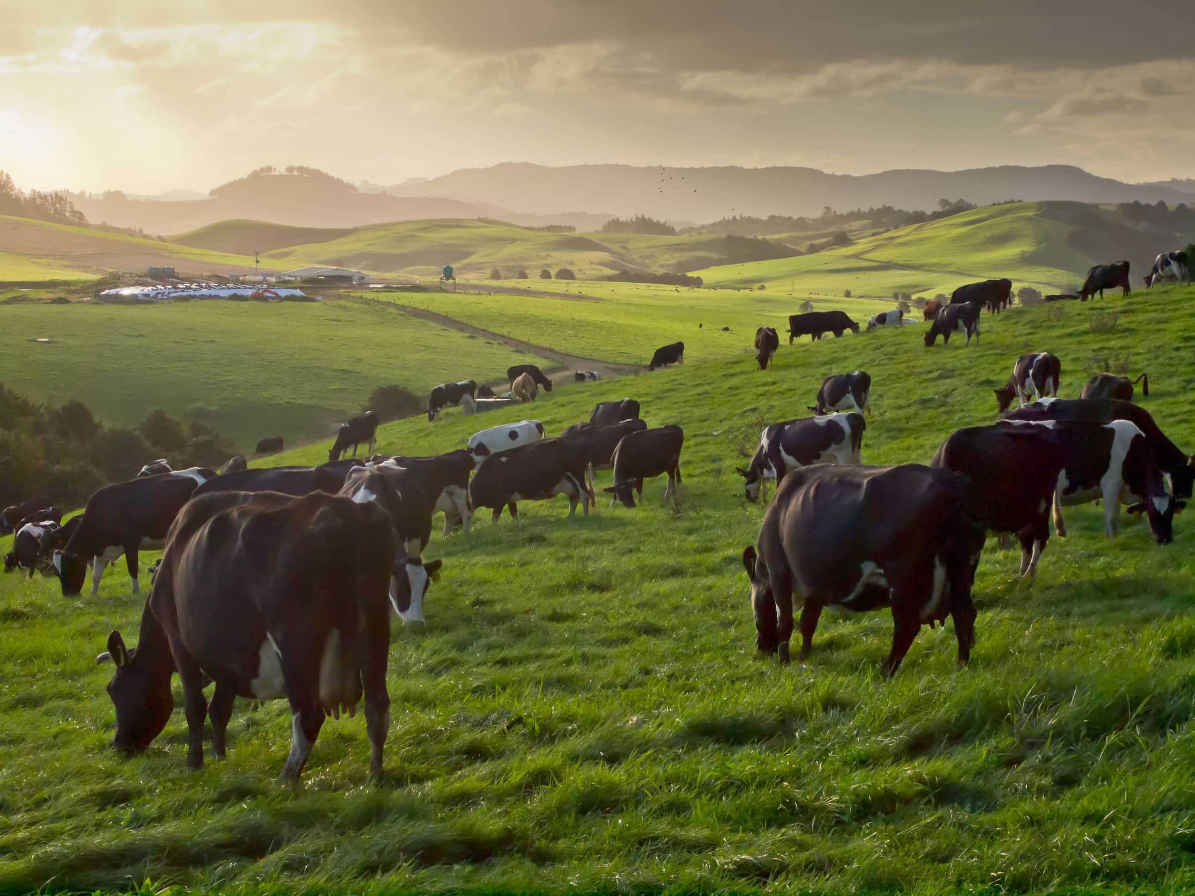 Voisin Style Rational Grazing