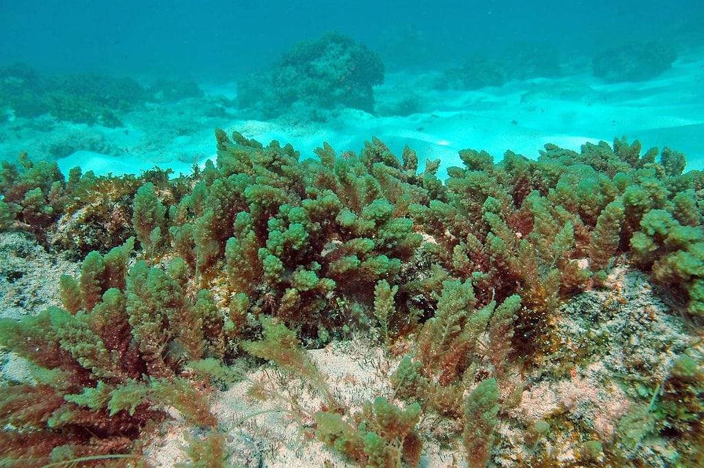 Seaweed in cows diets could reduce 90% of their methane emissions