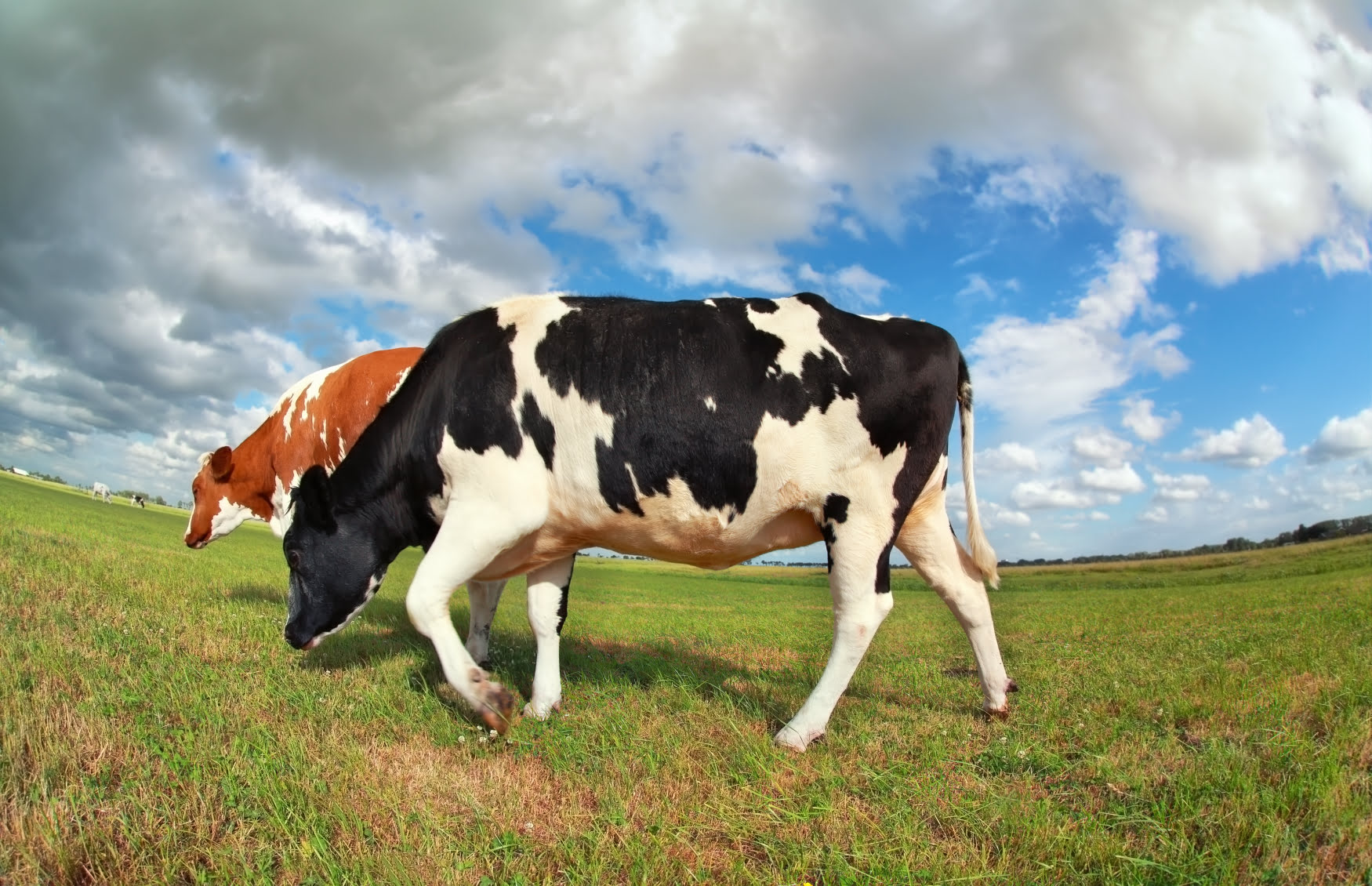 Understanding cows by their body language