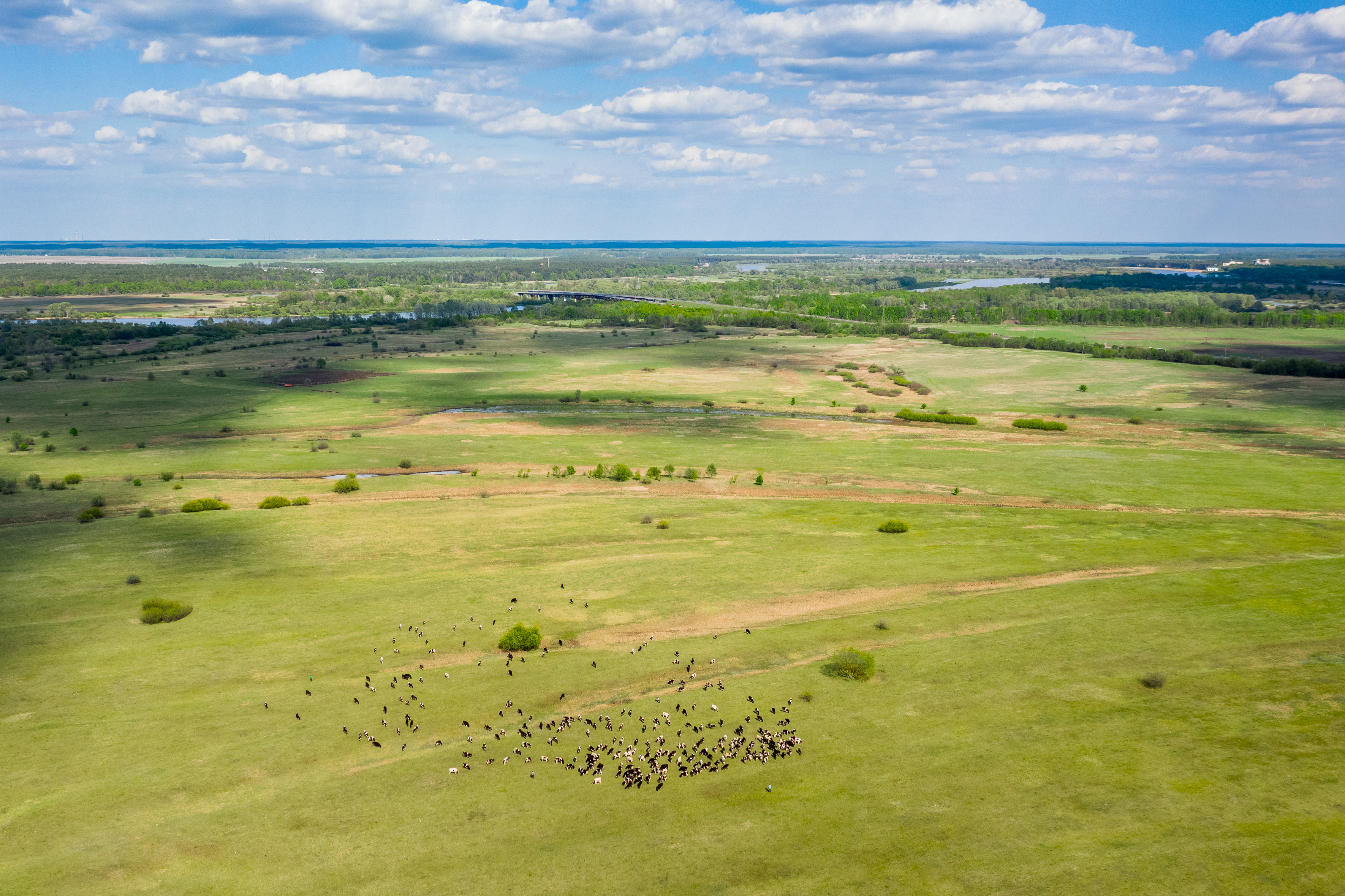 Grow Smarter, Not Harder: Proven Strategies for Large-Scale Pasture Success